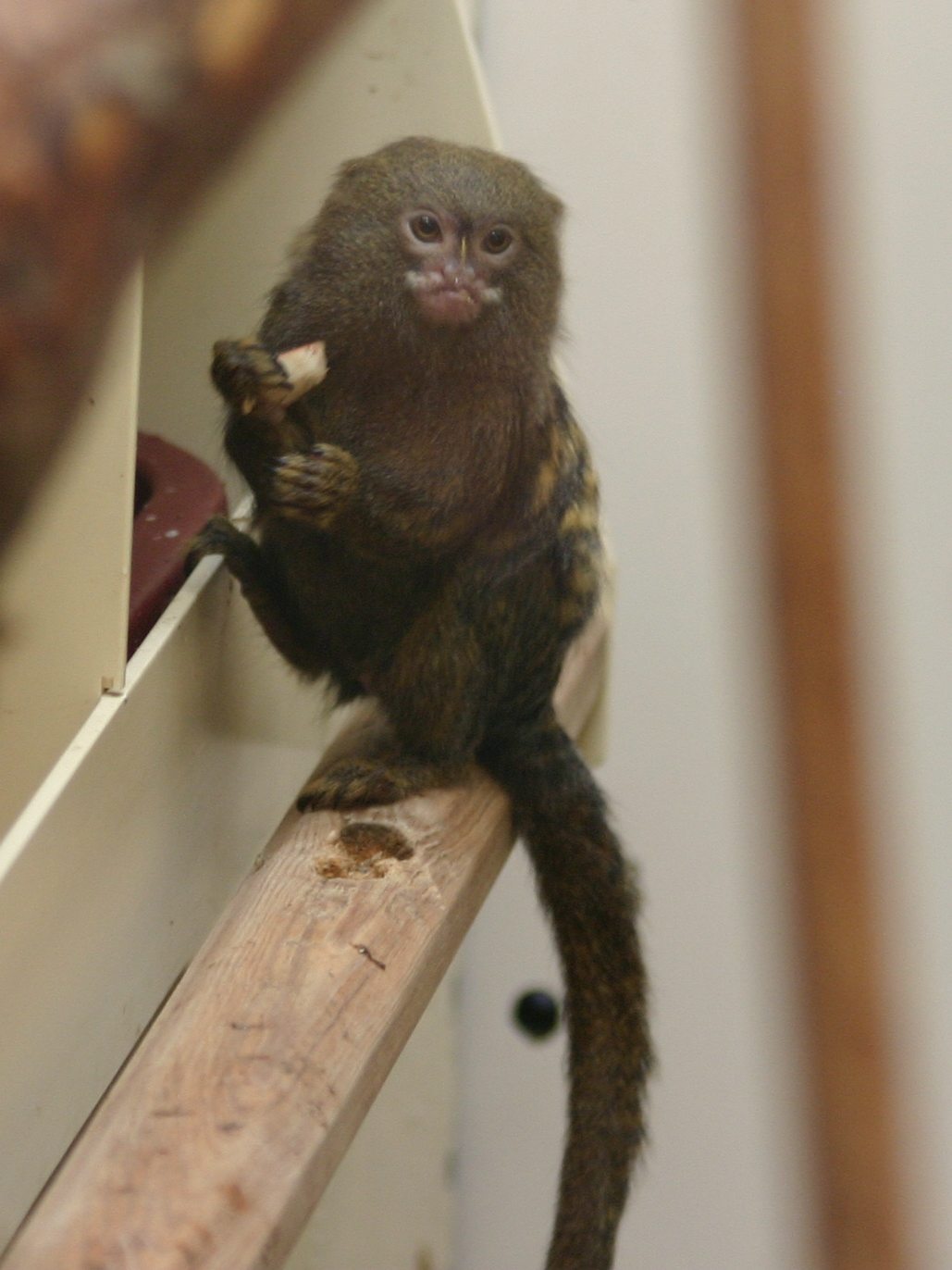 callithrix_pygmaea1sd