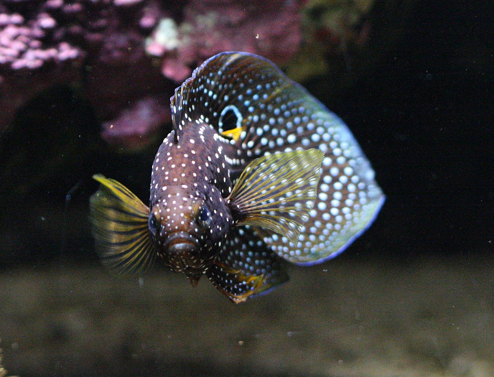 calloplesiops_altivelis2bd