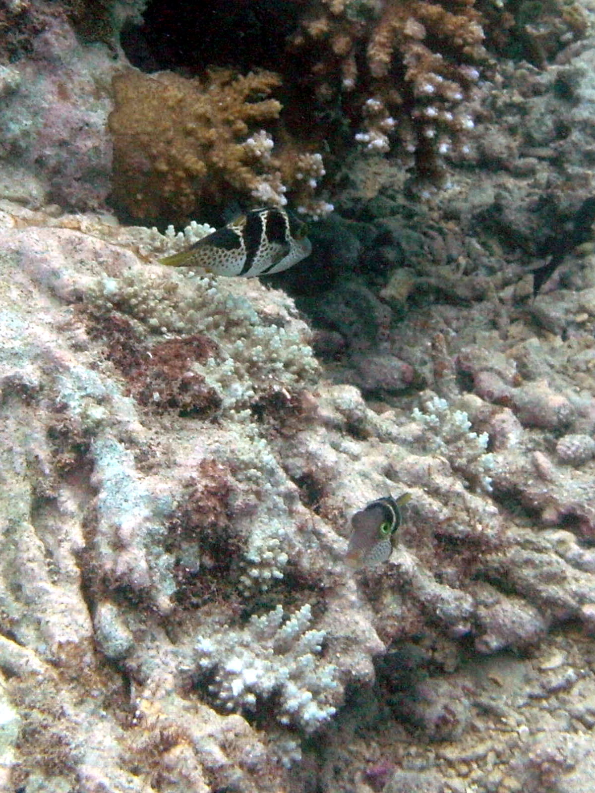 Afficher le média canthigaster_valentini1bd canthigaster_valentini1bd