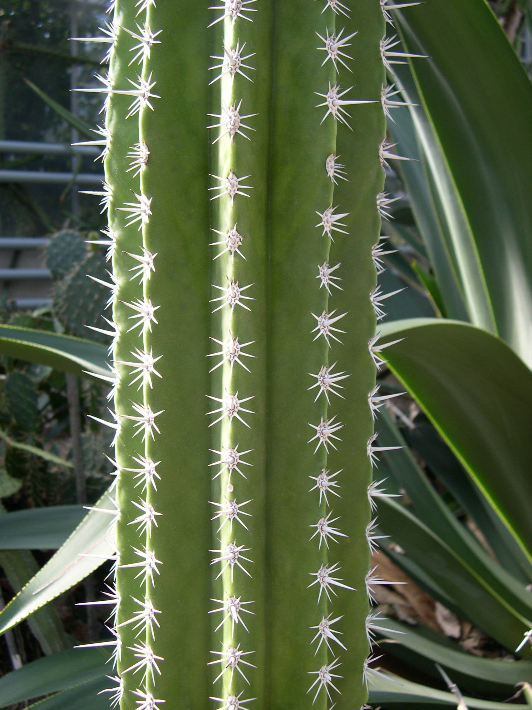 carnegia_gigantea2md