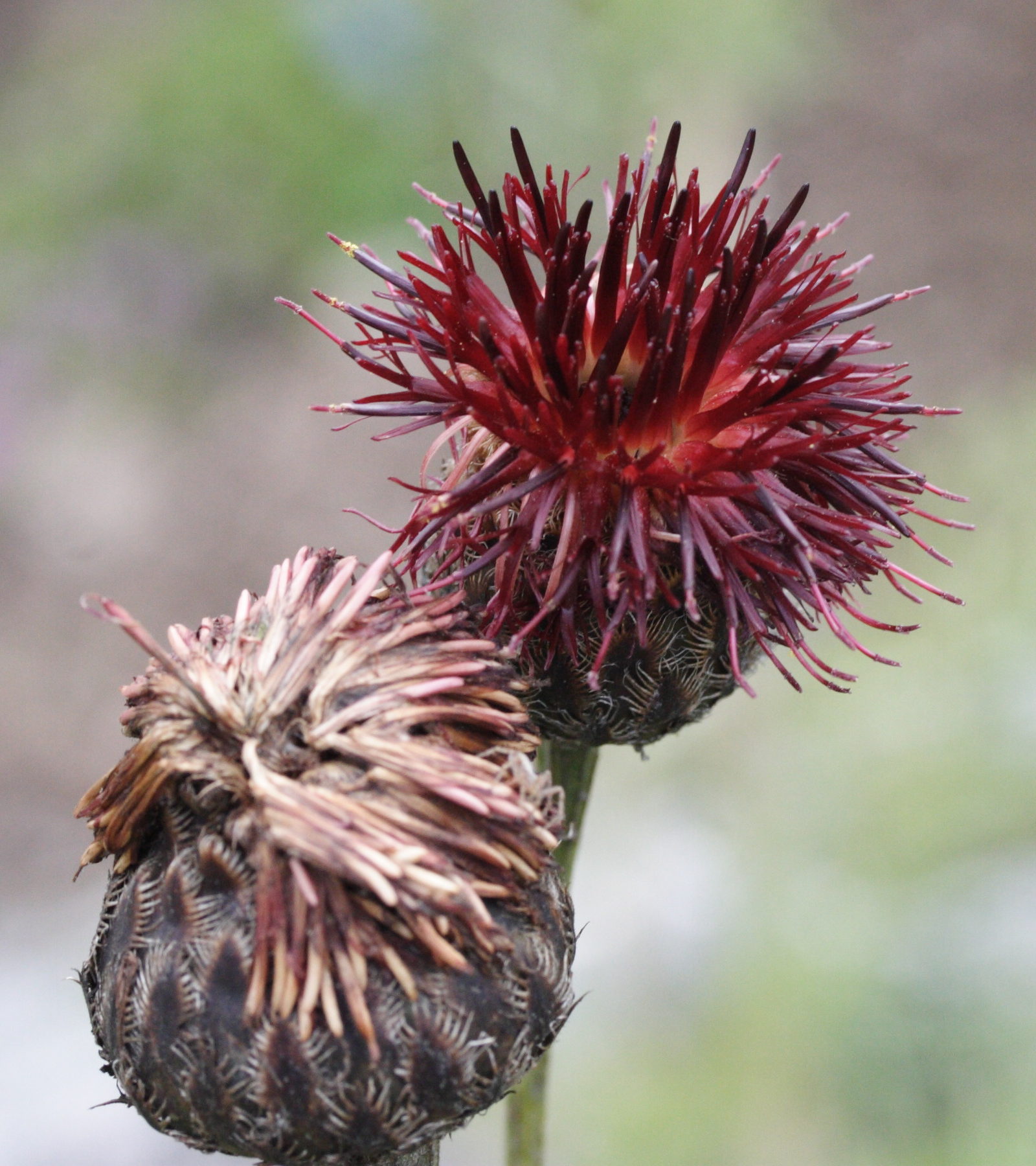 Afficher le média centaurea_atropurpurea2md centaurea_atropurpurea2md