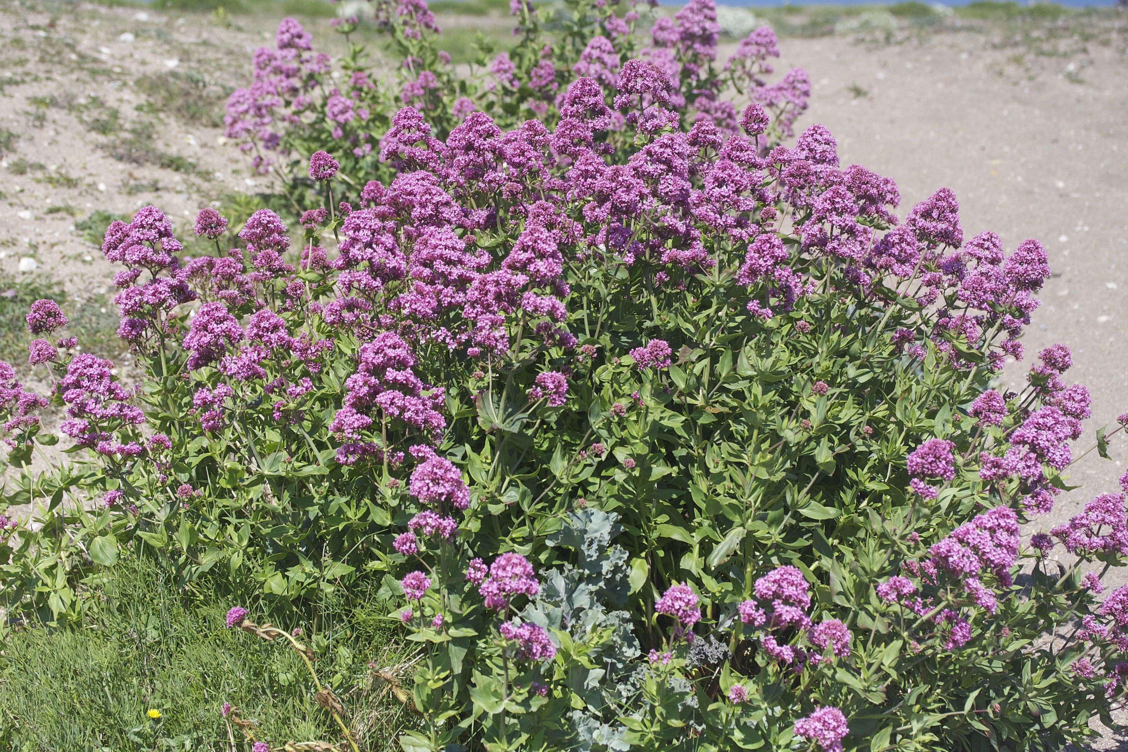 centranthus_ruber1md