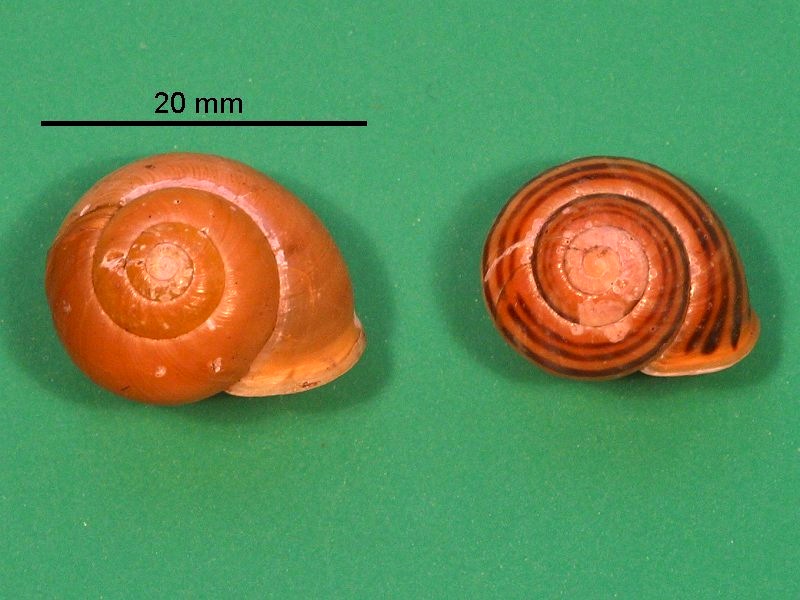 cepaea_hortensis1bmd