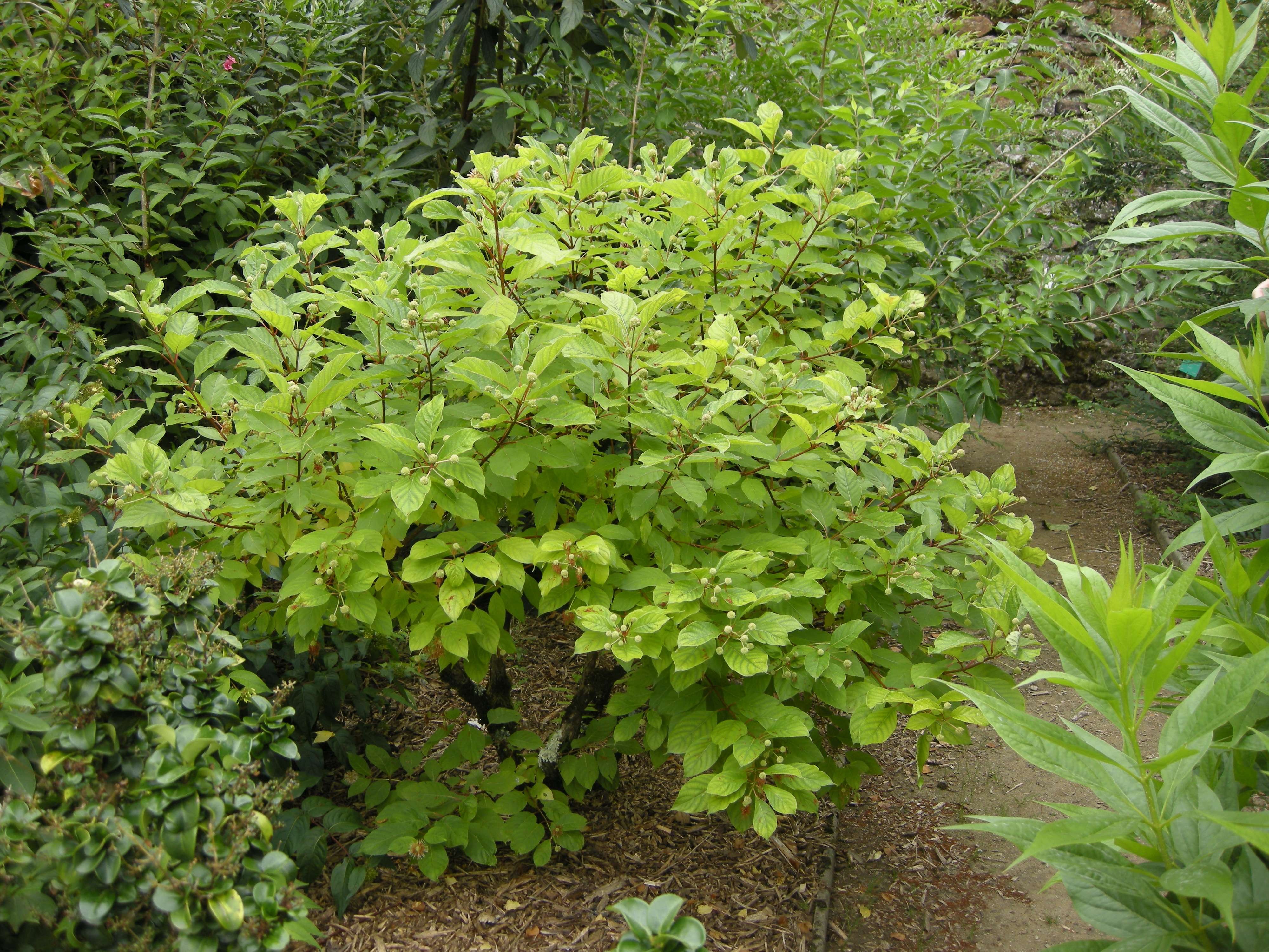 cephalanthus_occidentalis1bd