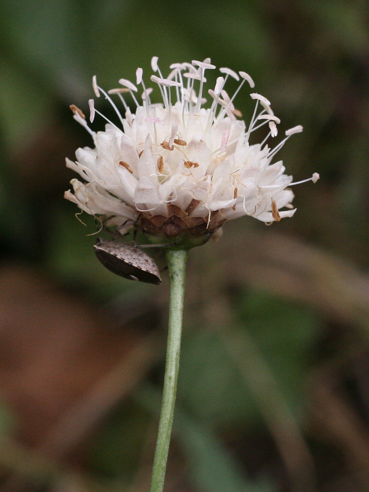 cephalaria_leucantha2md