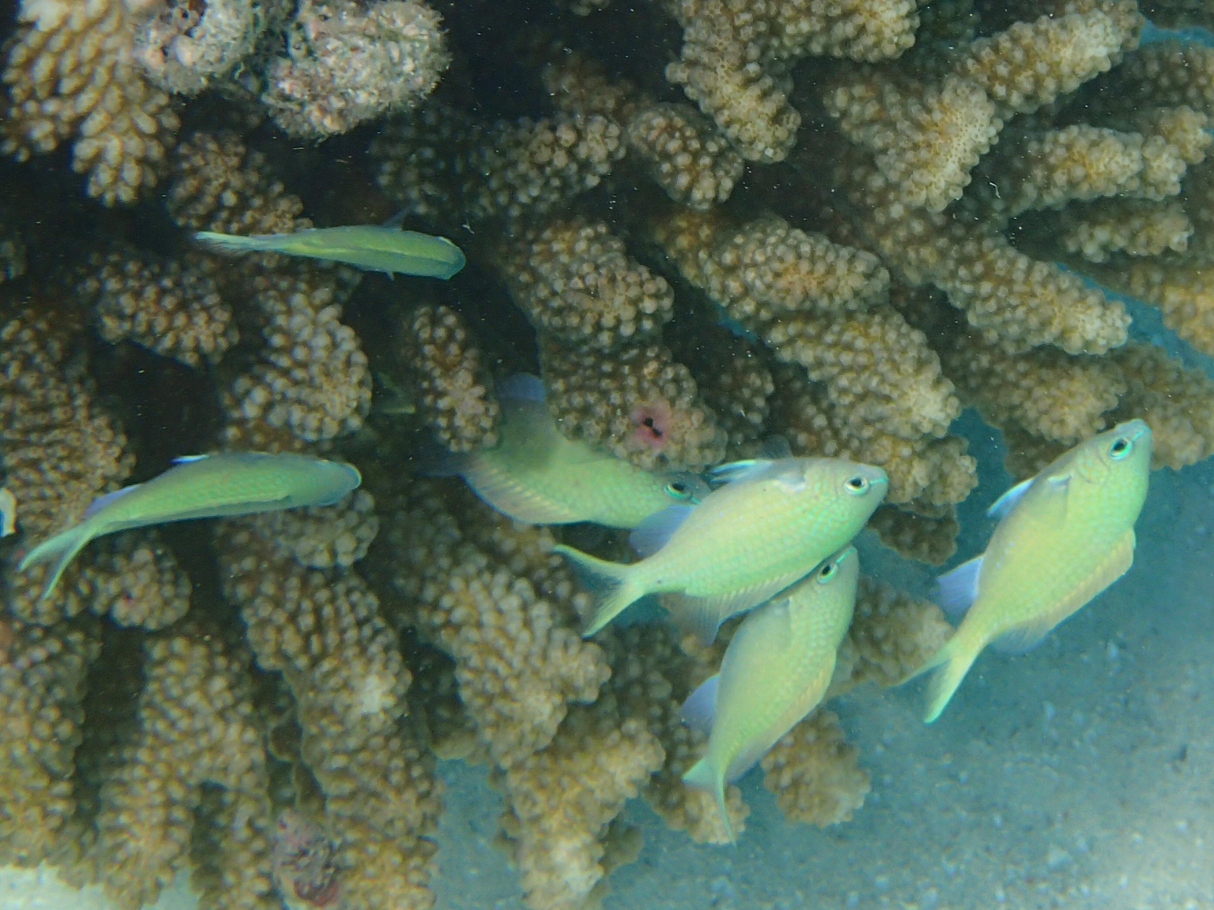 chromis_viridis4bd