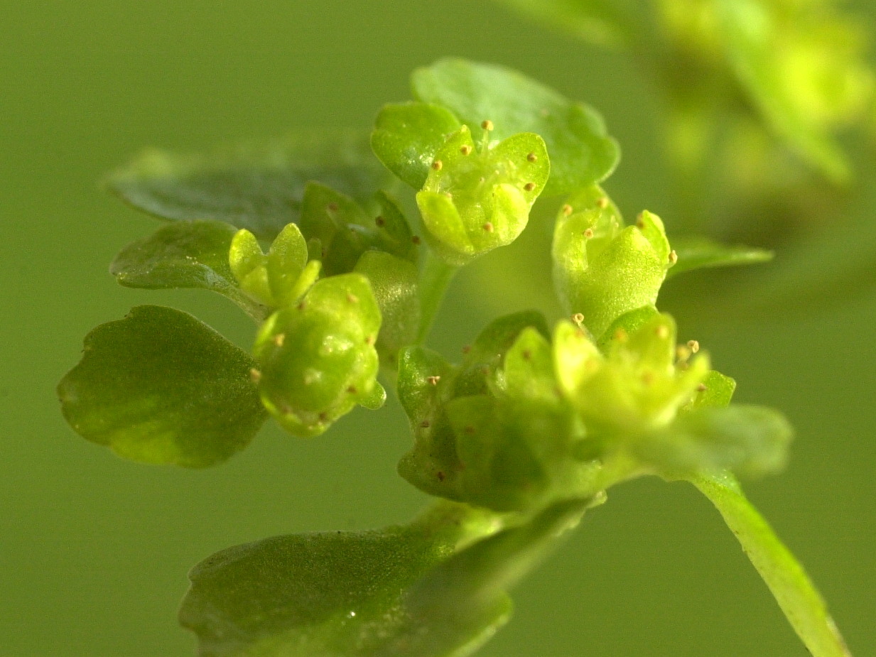 Afficher le média chrysosplenium_oppositifolium4md chrysosplenium_oppositifolium4md