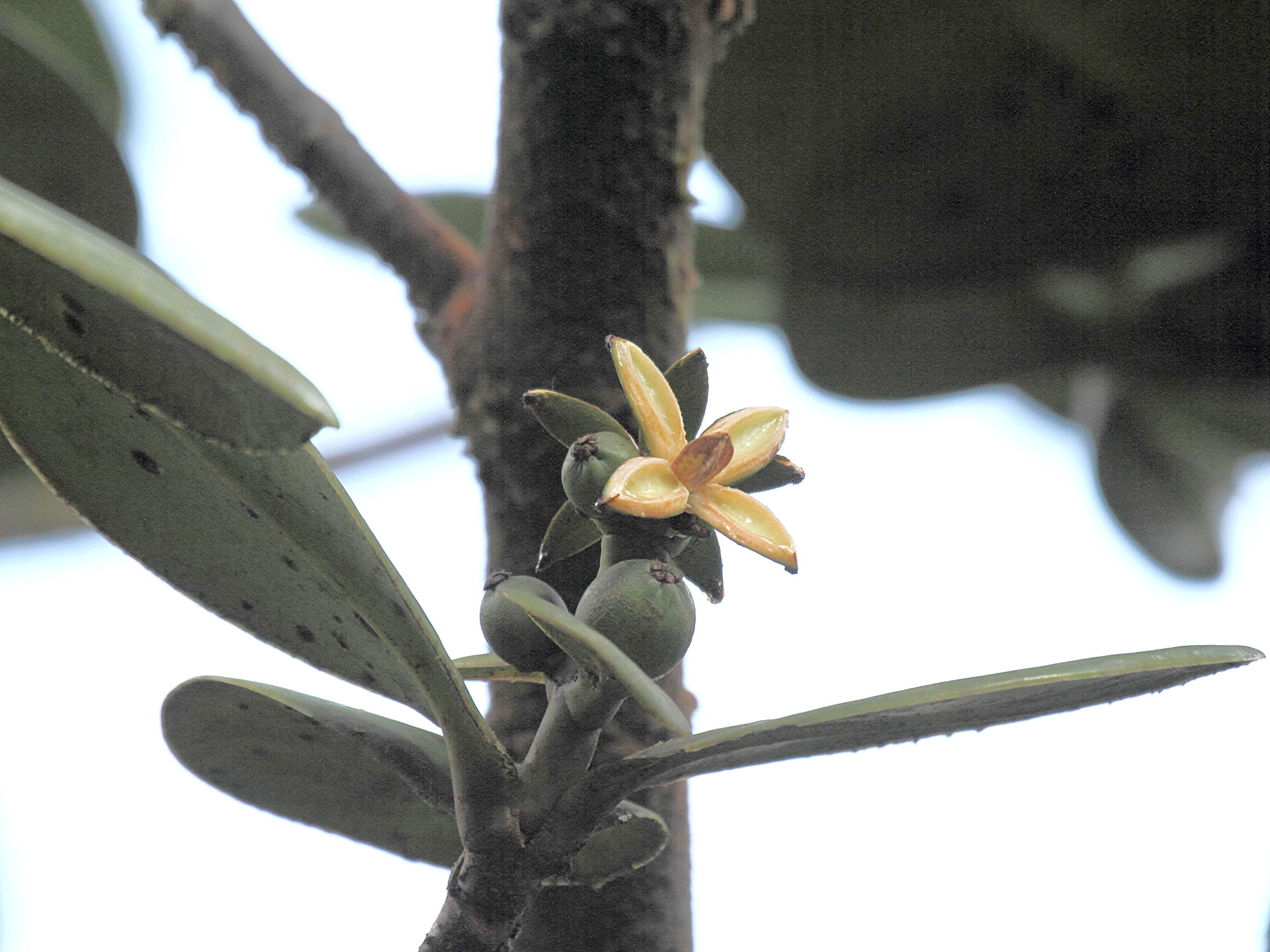 Afficher le média clusia_mangle1bd clusia_mangle1bd