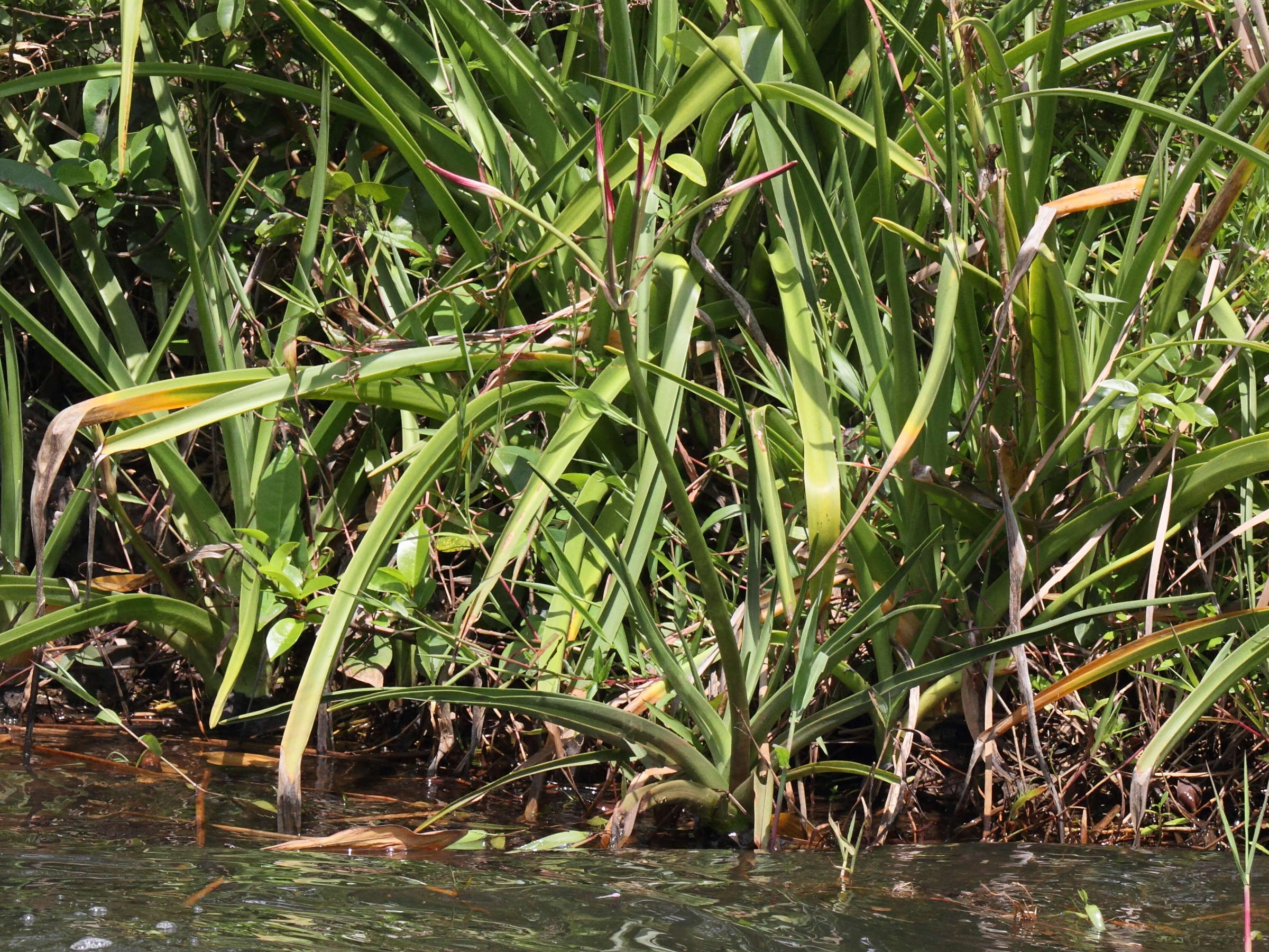 crinum_firmifolium4md