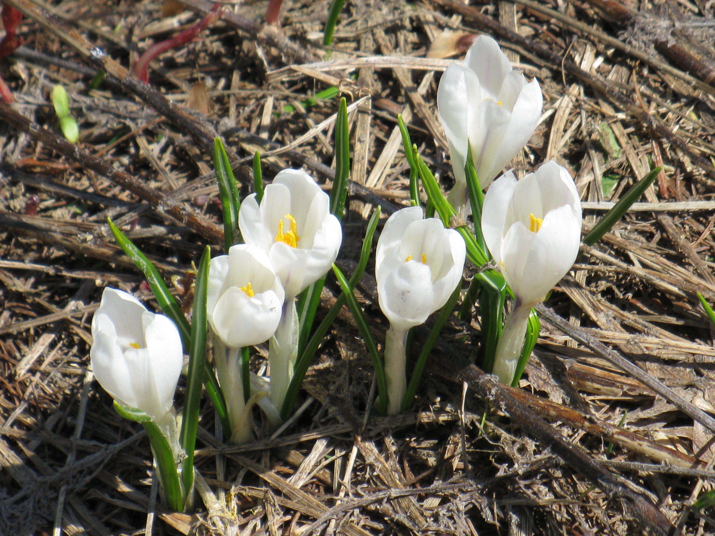 crocus_vernus4mv