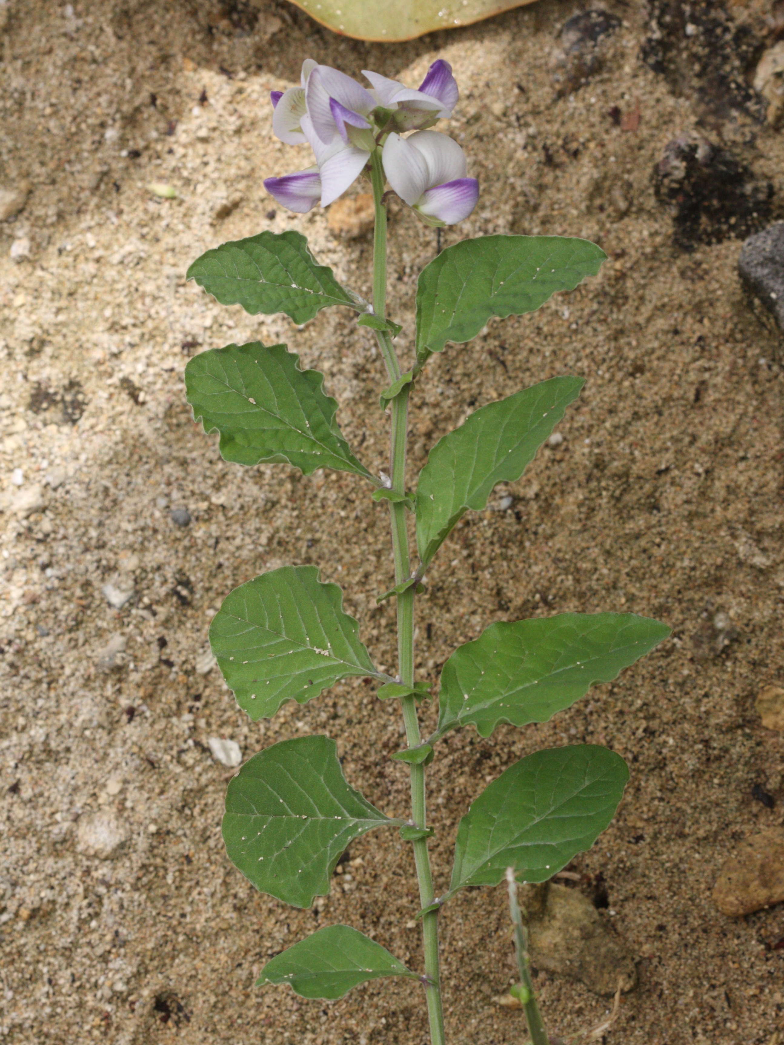 crotalaria_verrucosa1md