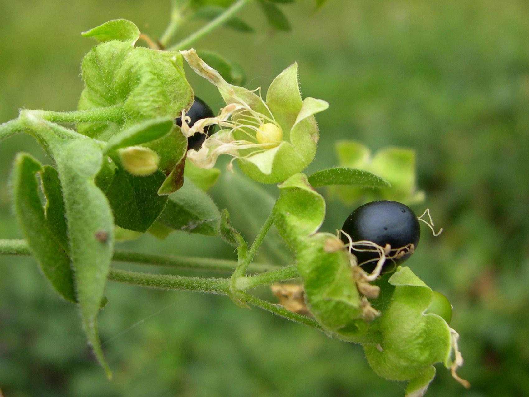 cucubalus_baccifer3md