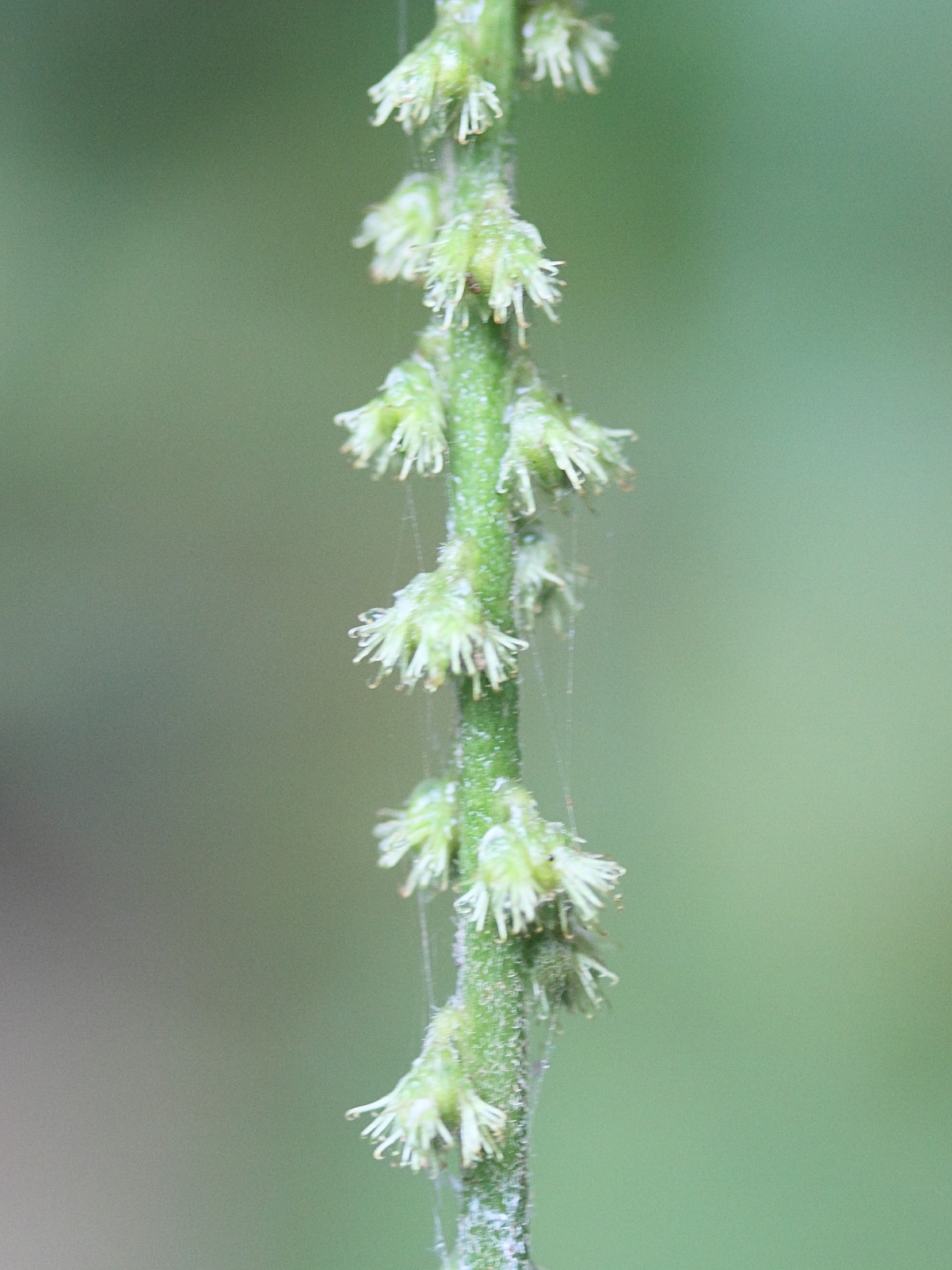 cyathula_sp3md