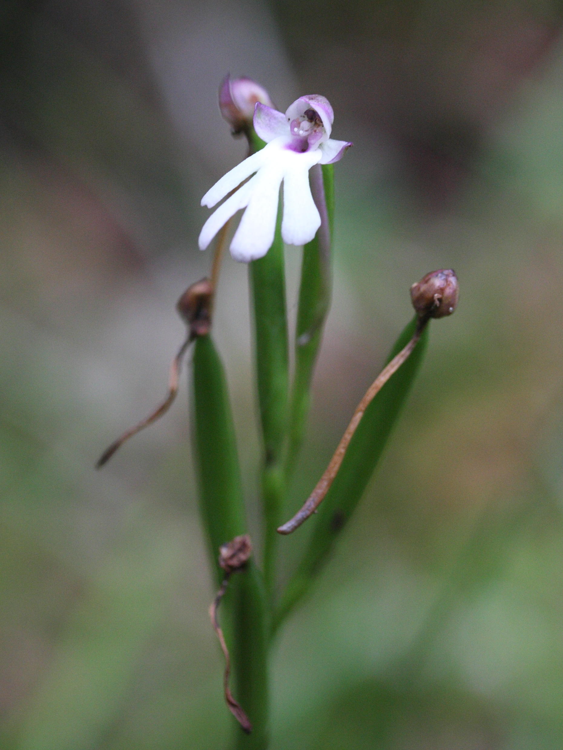 cynorkis_fastigiata2md