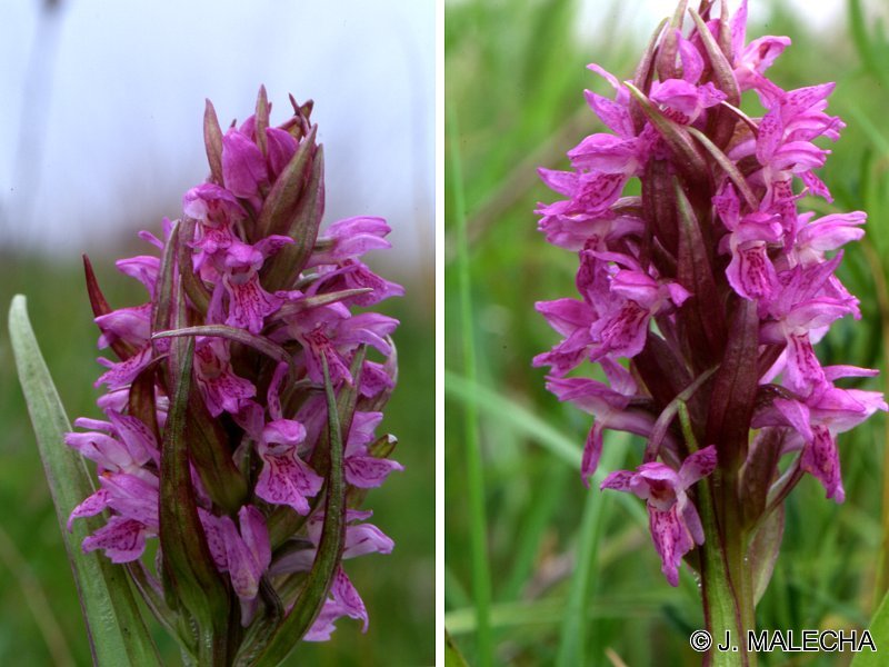 Afficher le média dactylorhiza_incarnata2jm dactylorhiza_incarnata2jm