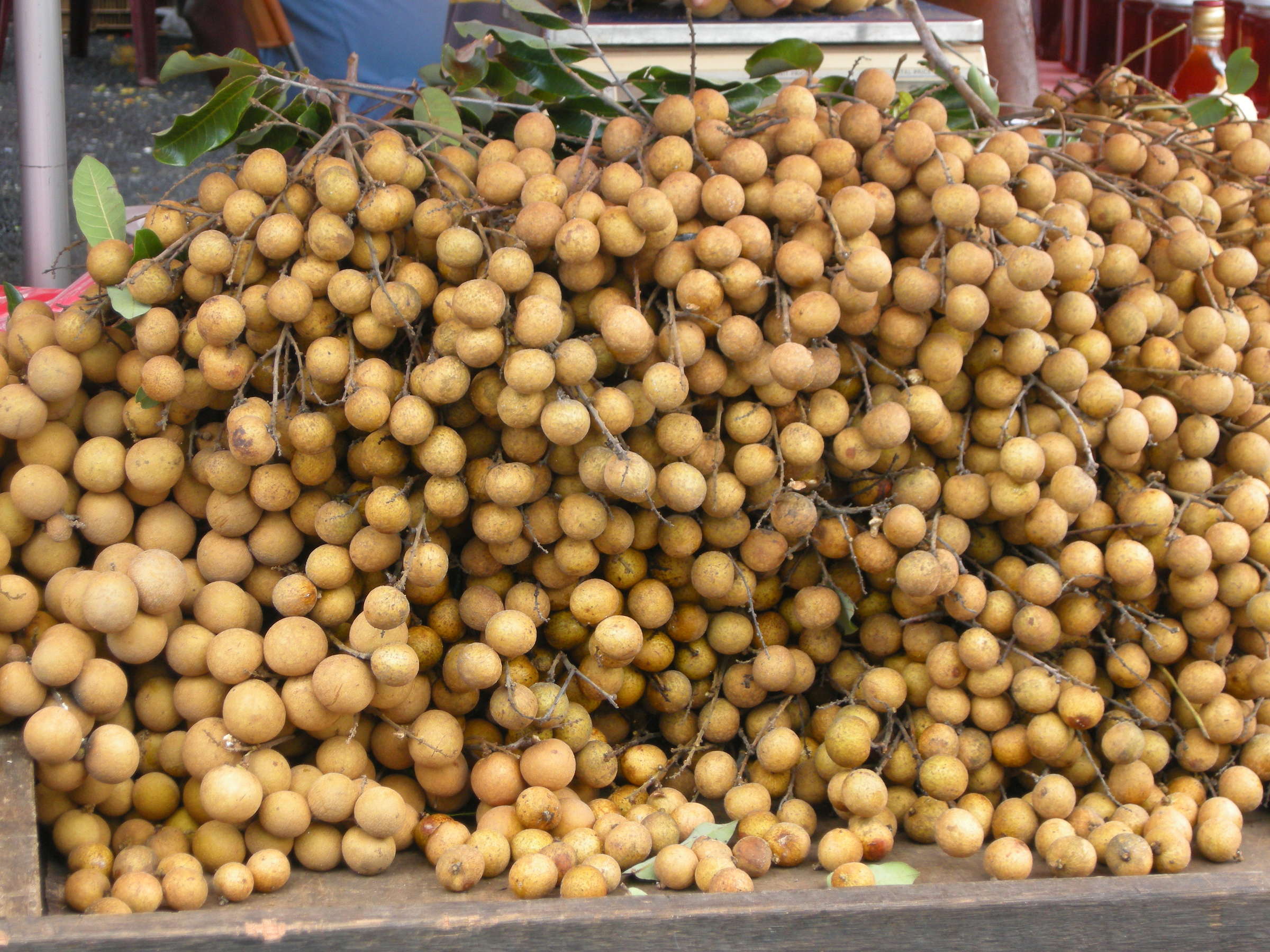dimocarpus_longan3md