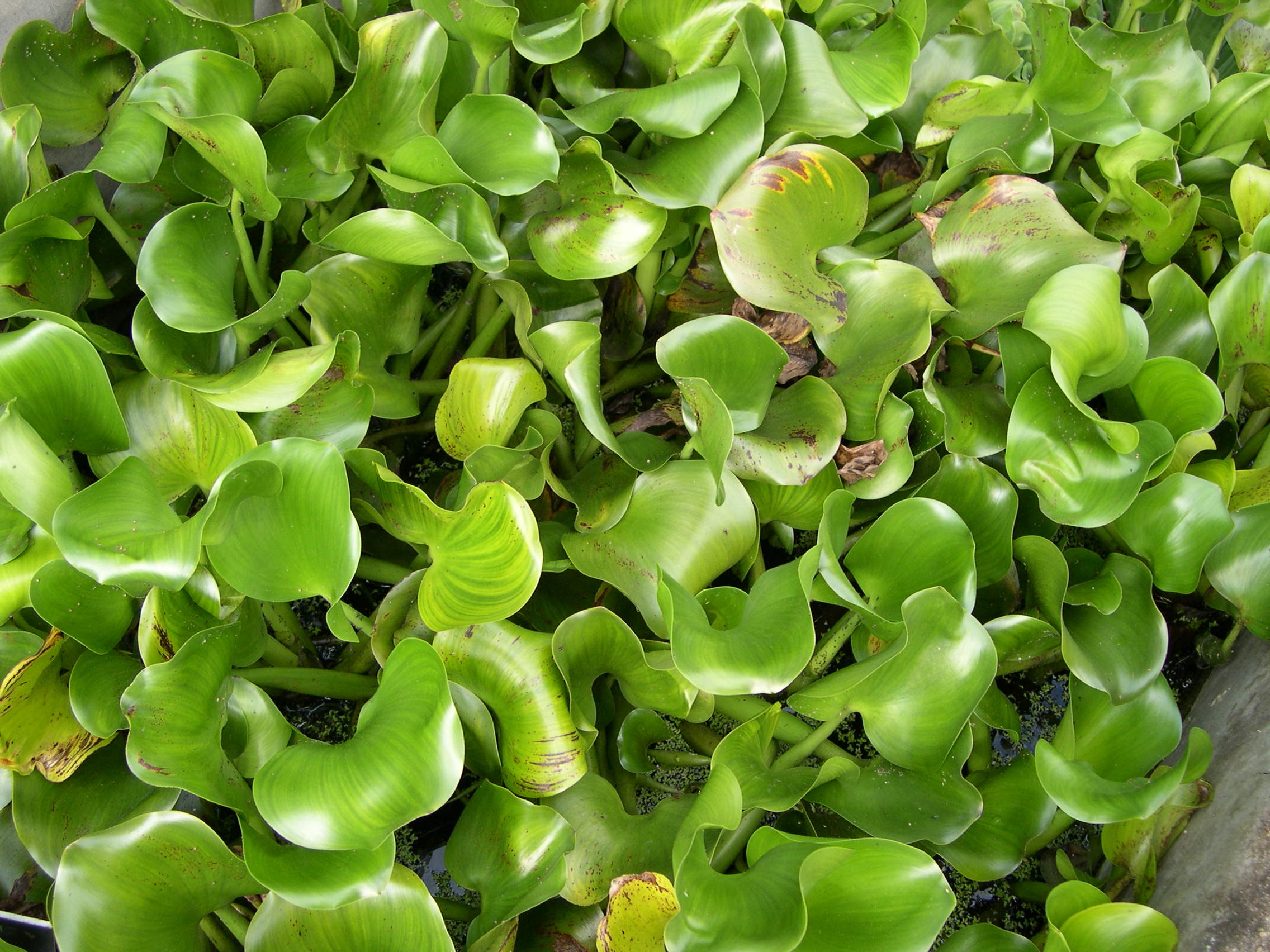 eichhornia_crassipes1md