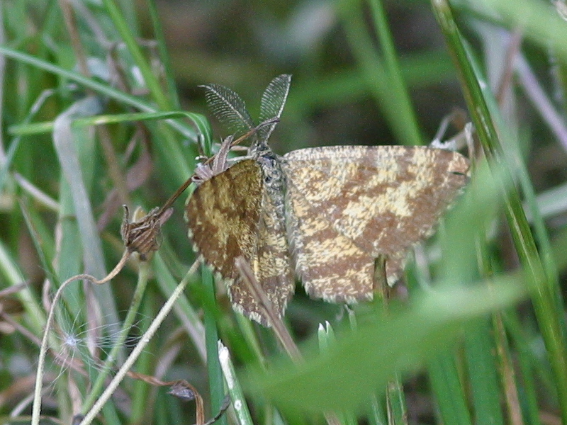 ematurga_atomaria1bd