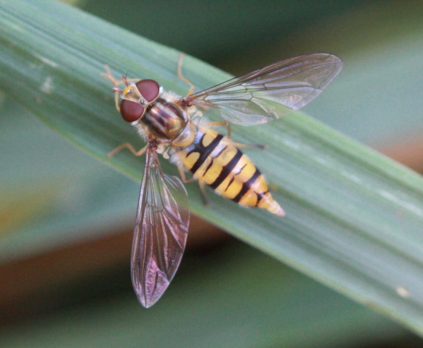 episyrphus_balteatus4bd