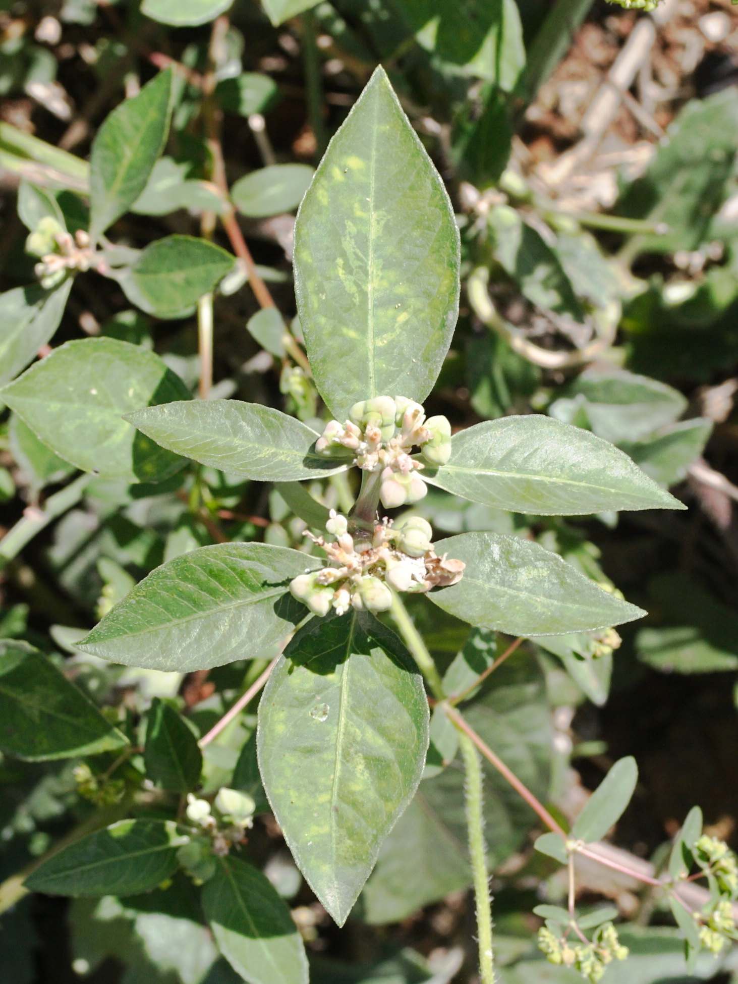 euphorbia_heterophylla1md