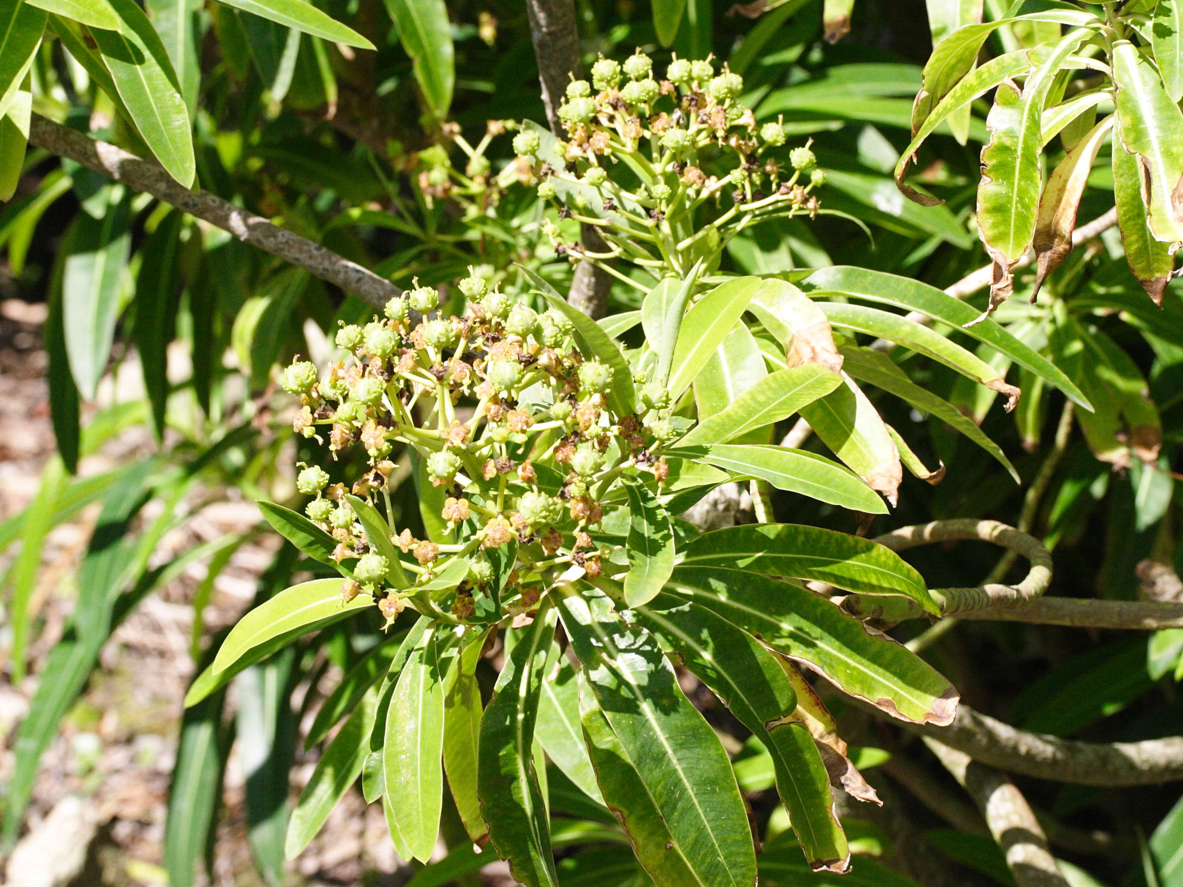Afficher le média euphorbia_mellifera2md euphorbia_mellifera2md