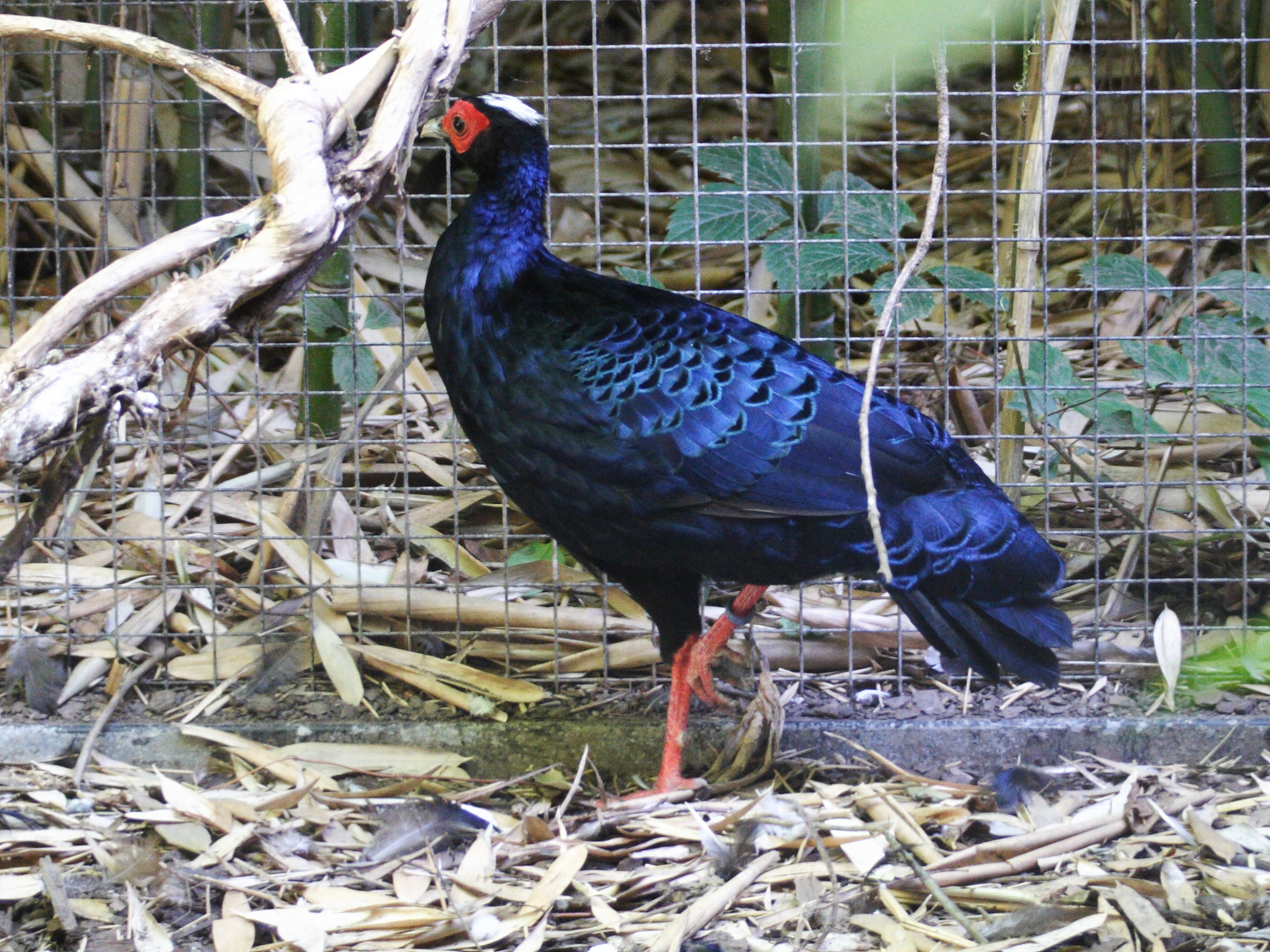 faisan_d-edwards_-_lophura_edwardsi1md