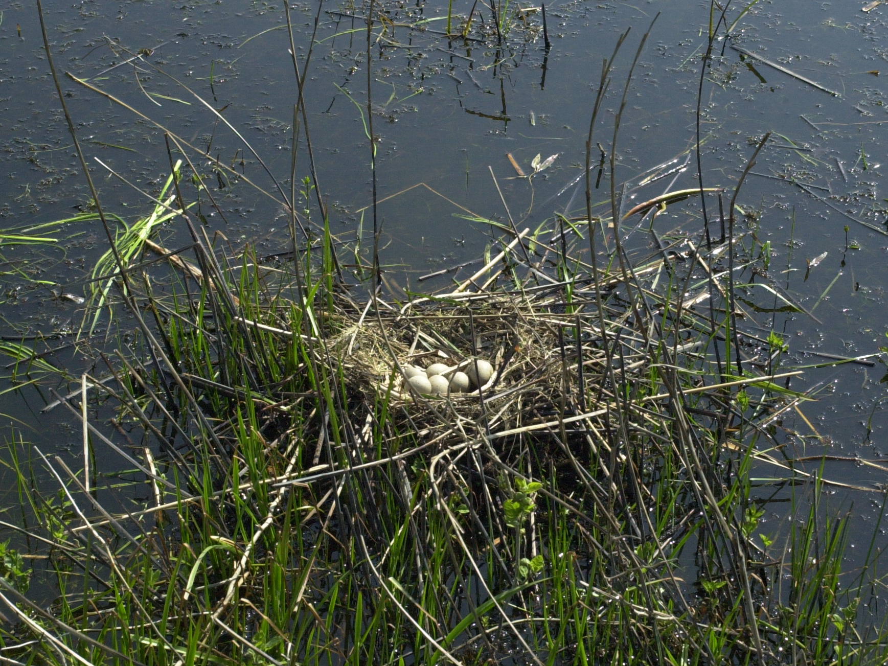 foulque_macroule_-_fulica_atra5md