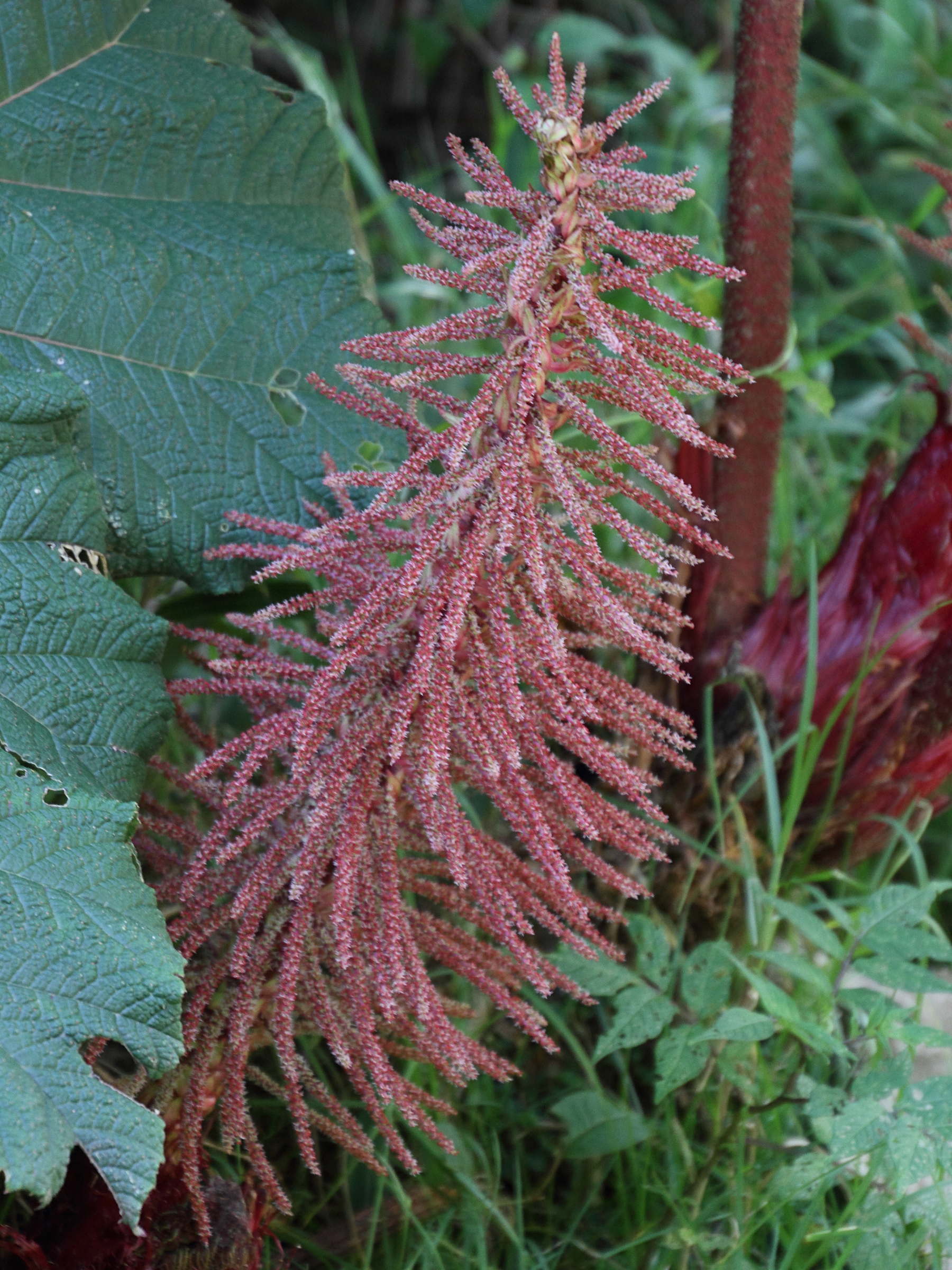 Afficher le média gunnera_insignis3md gunnera_insignis3md