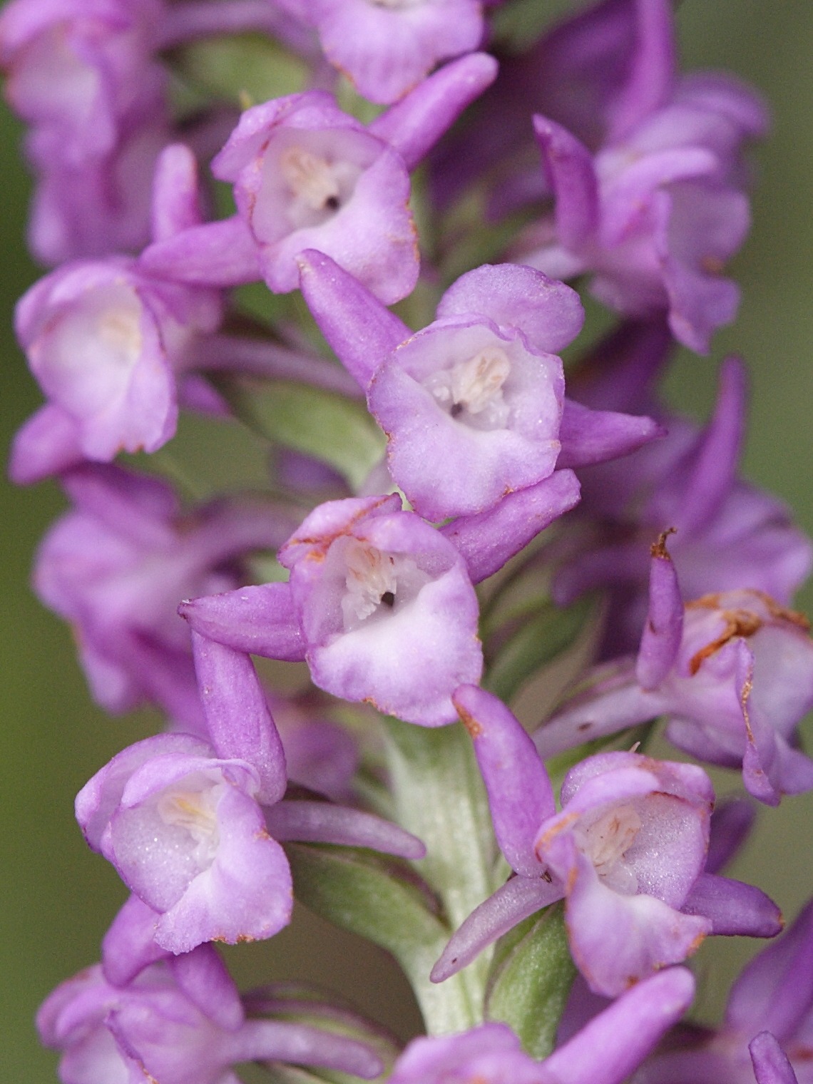 gymnadenia_odoratissima2sd