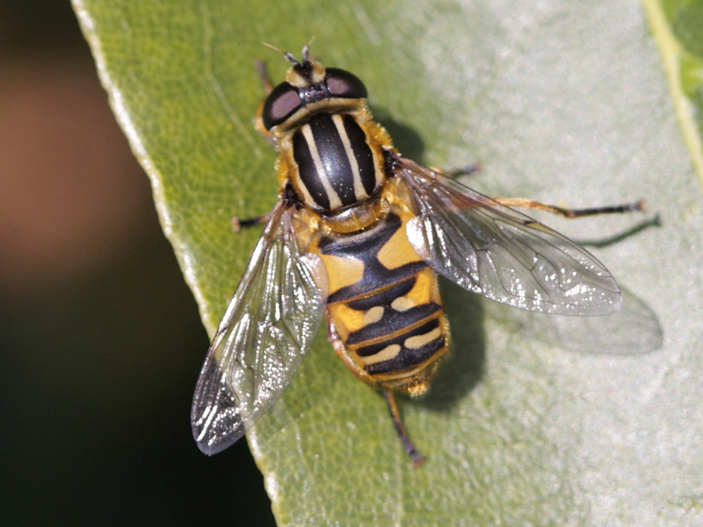 helophilus_pendulus3bd