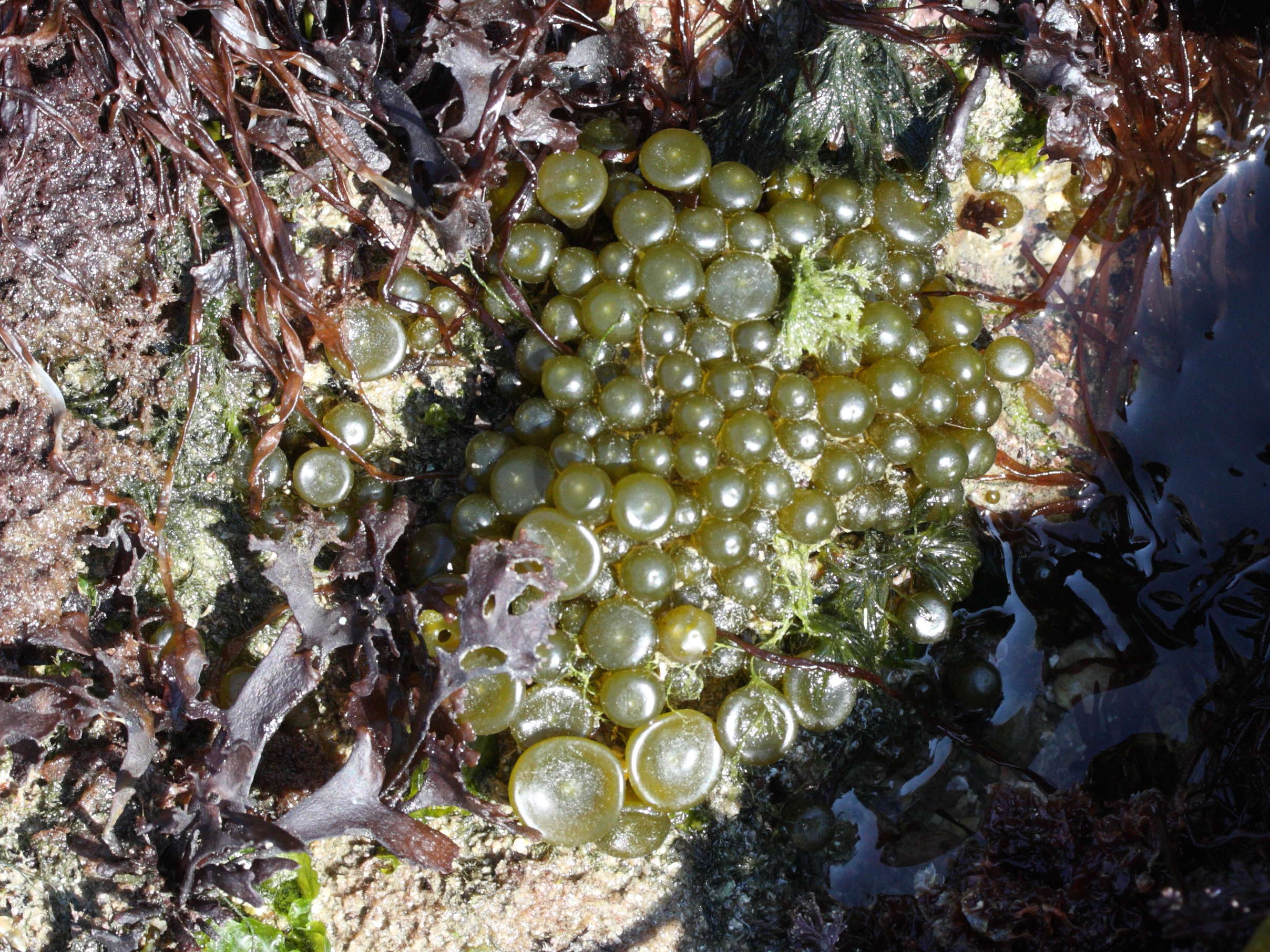 Afficher le média himanthalia_elongata4bmd himanthalia_elongata4bmd