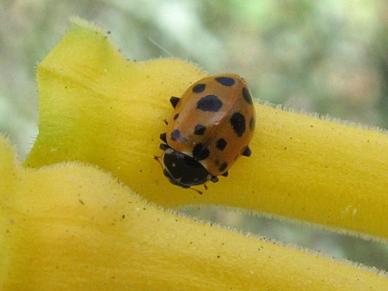 Afficher le média hippodamia_variegata1bd hippodamia_variegata1bd