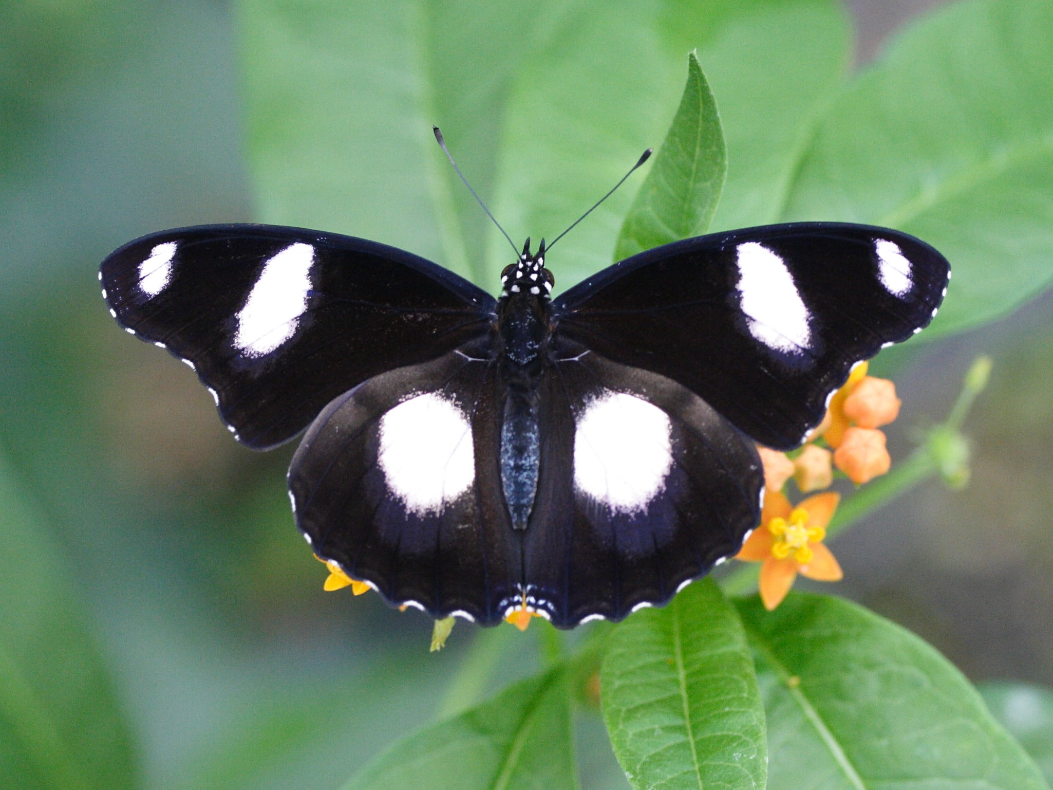 hypolimnas_bolina3md