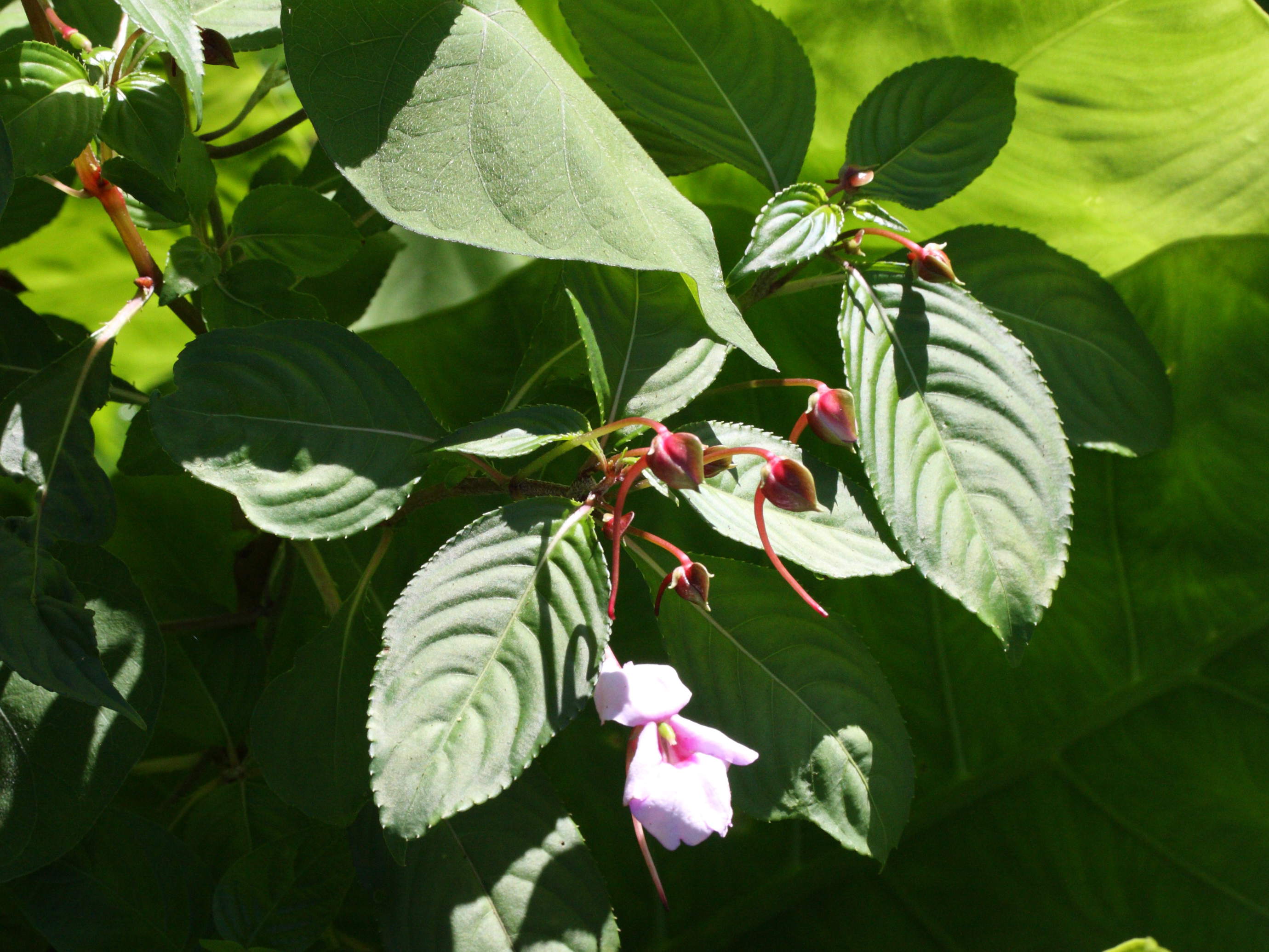 impatiens_flaccida2md