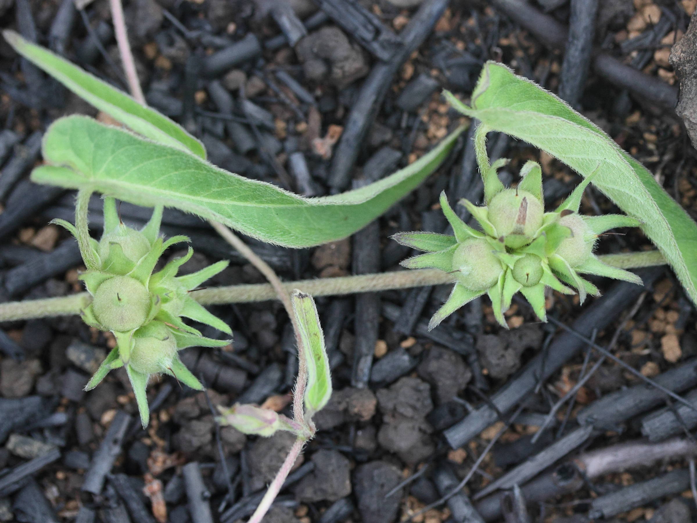 ipomoea_eriocarpa5md