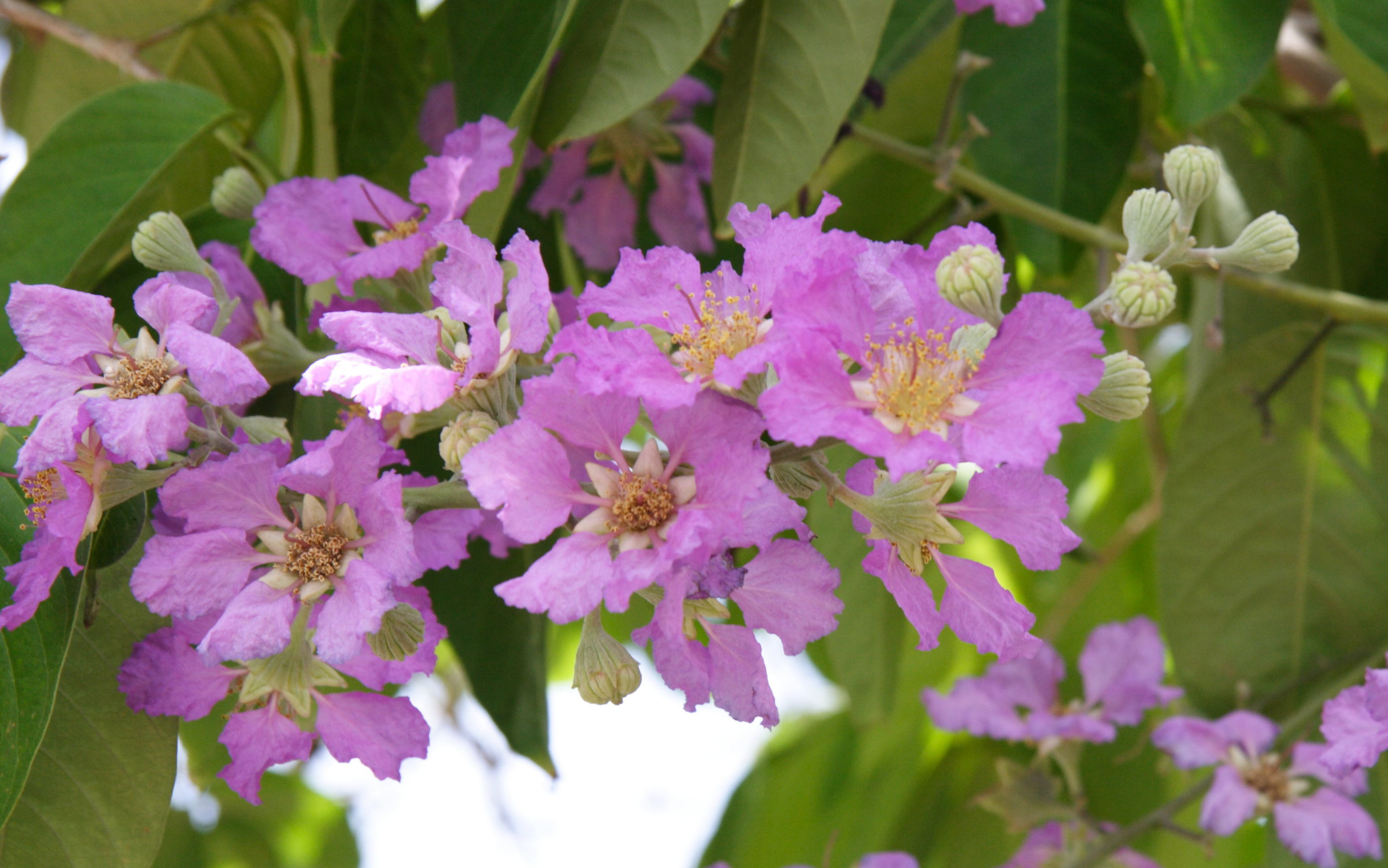 Afficher le média lagerstroemia_speciosa2md lagerstroemia_speciosa2md