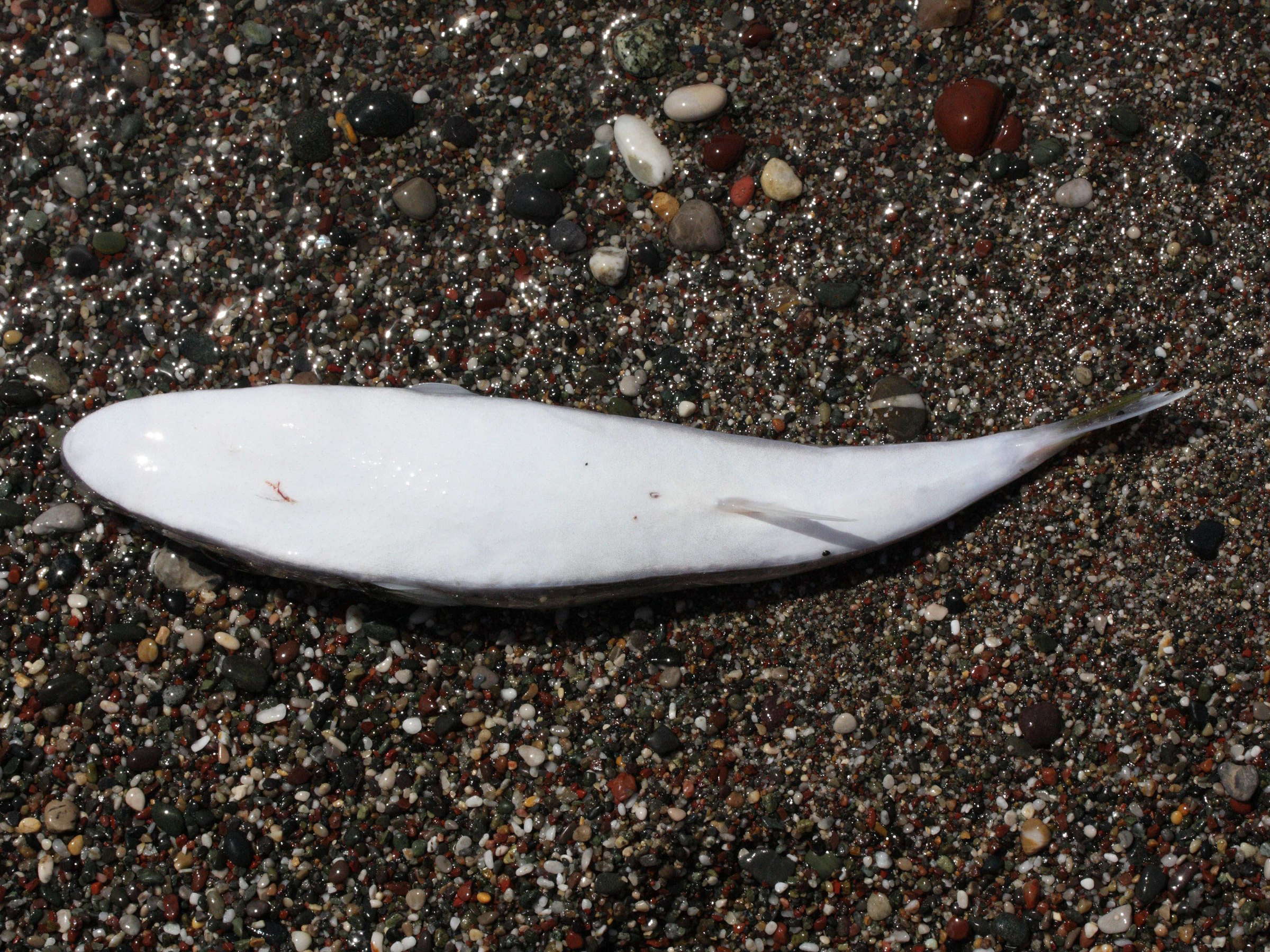 lagocephalus_sceleratus4md