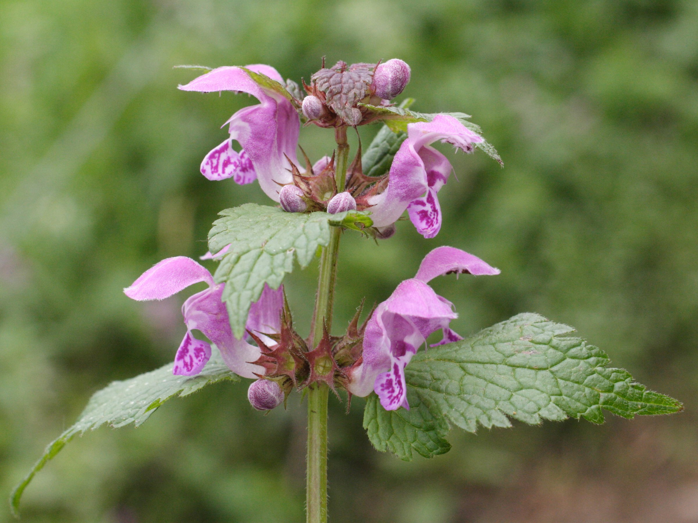 lamium_maculatum4md