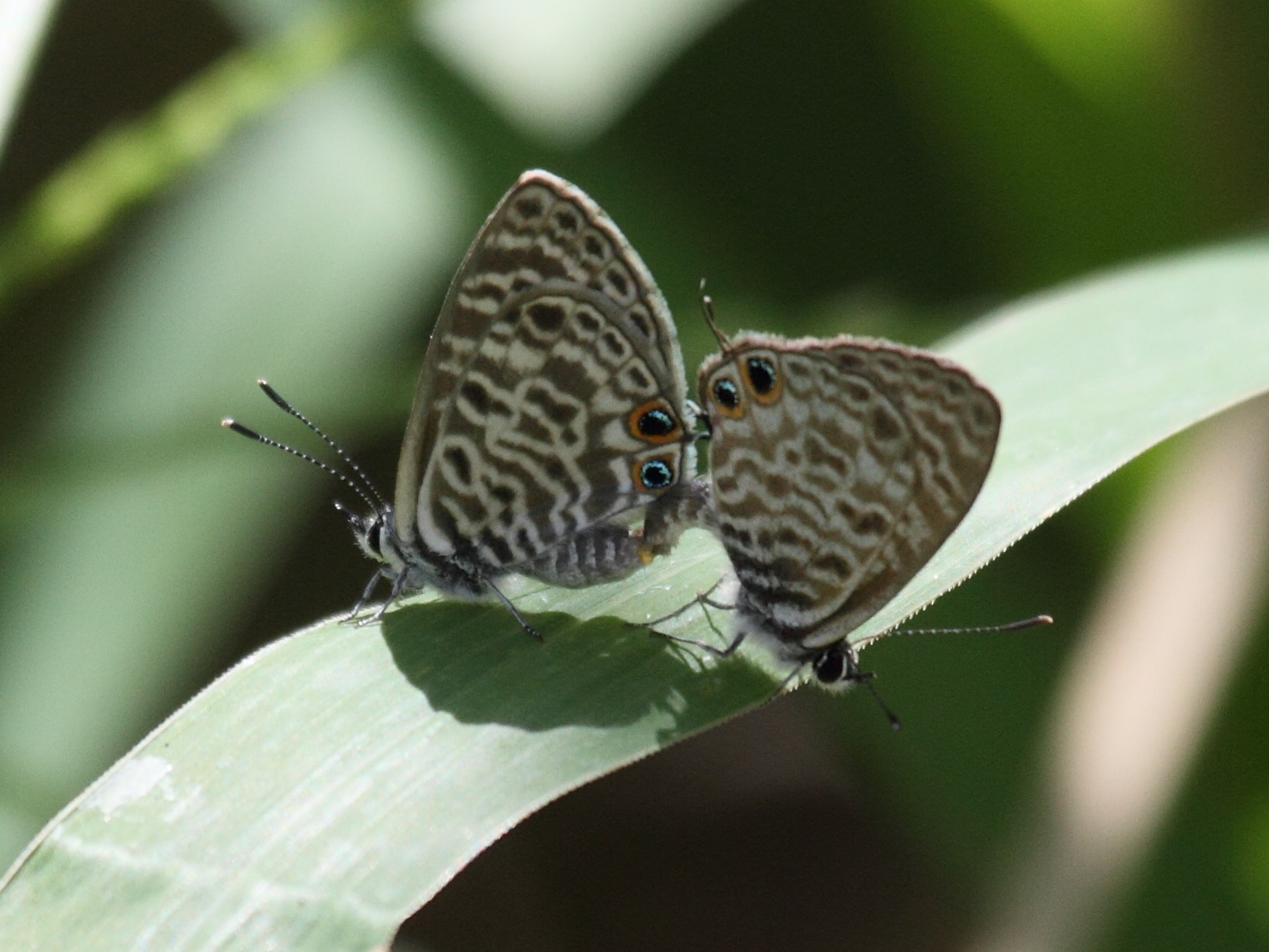leptotes_pirithous2bd