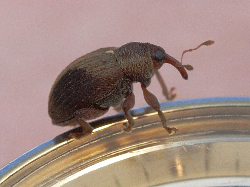 lignyodes_enucleator2md