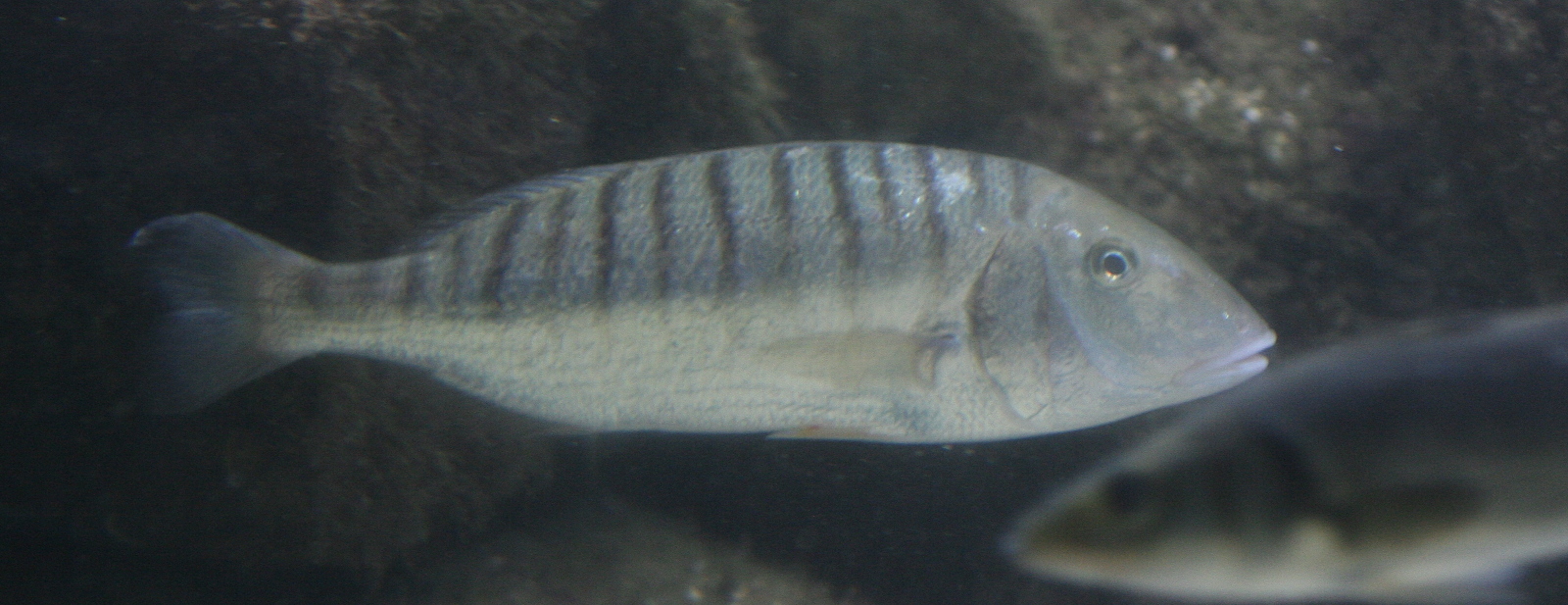 lithognathus_mormyrus1md