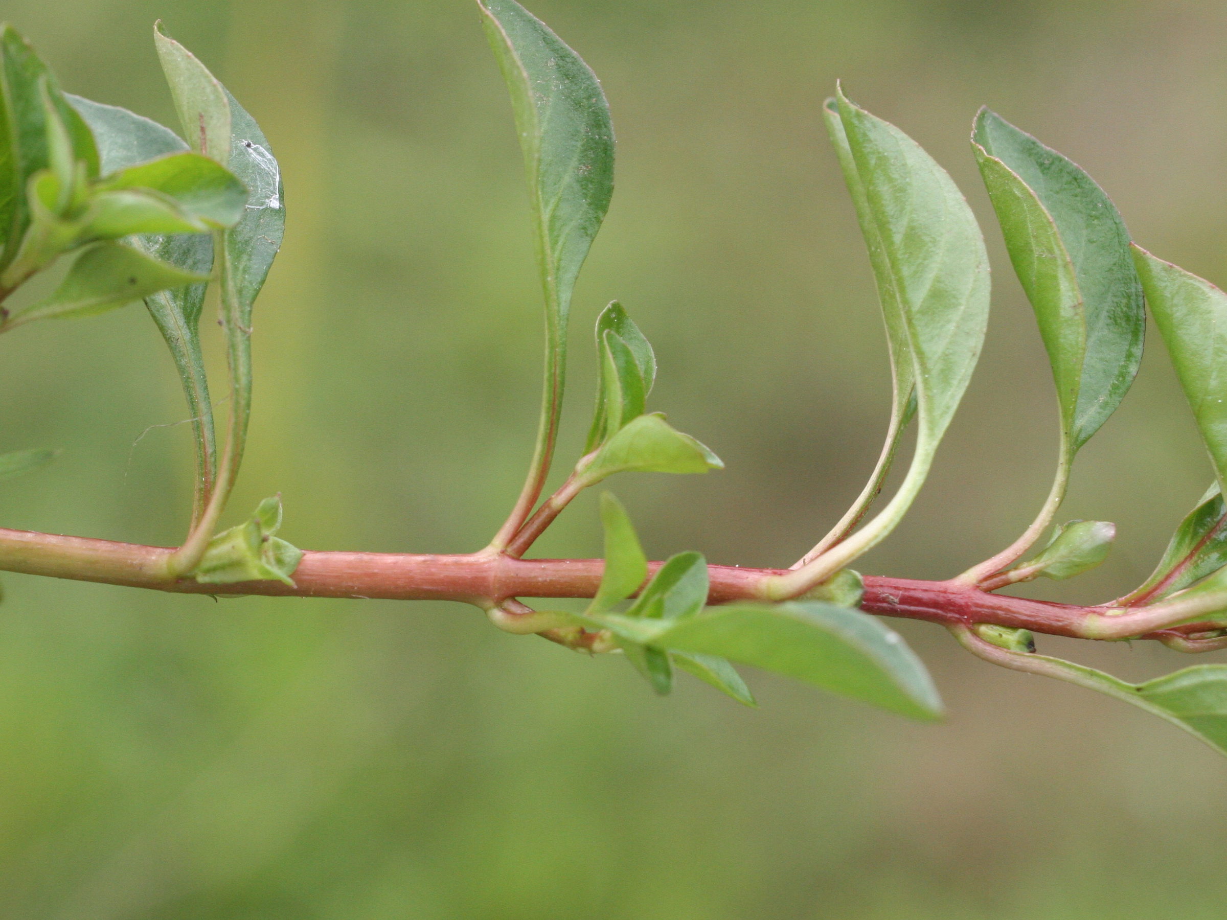 ludwigia_palustris2md