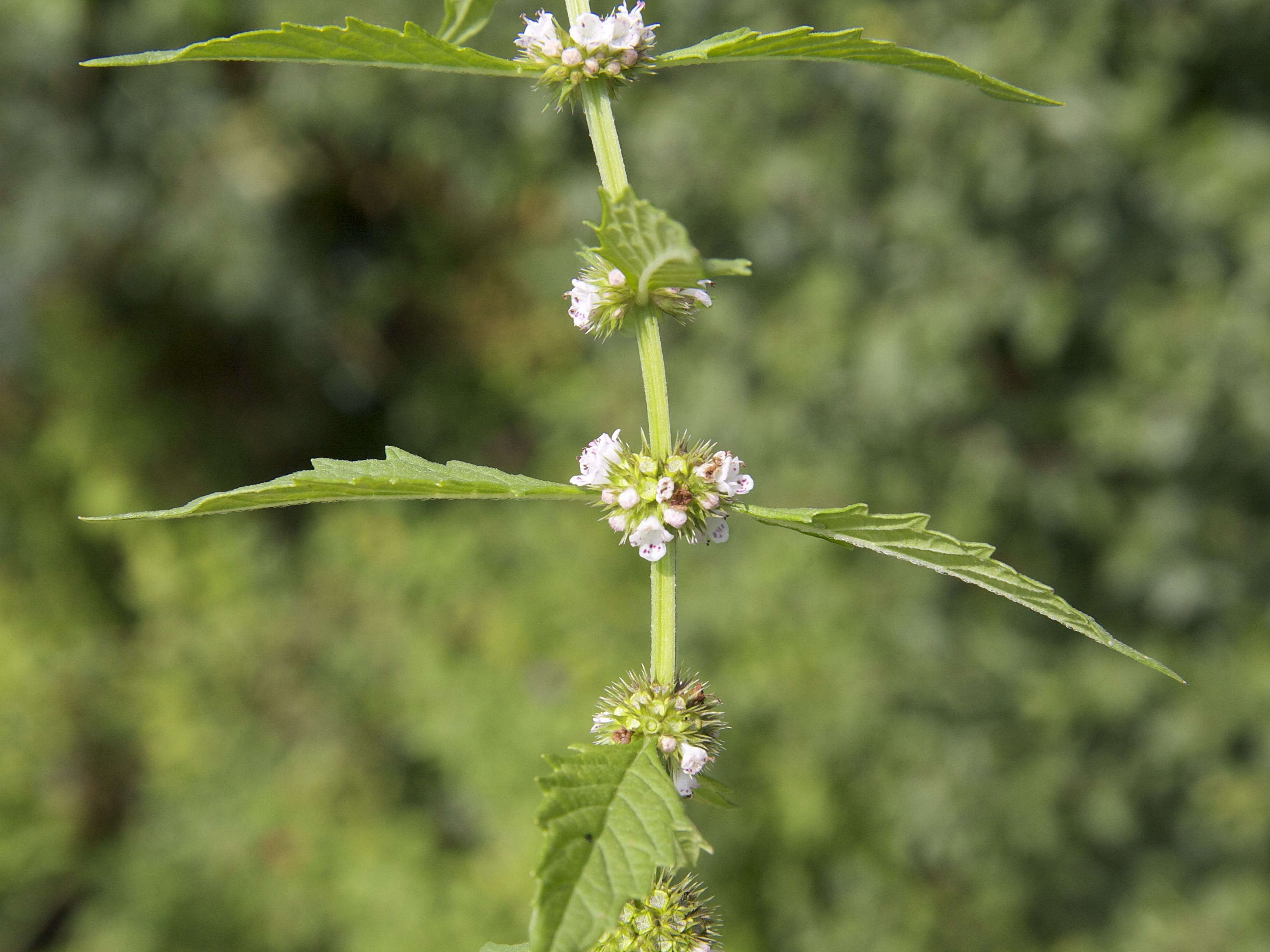 Afficher le média lycopus_europaeus2md lycopus_europaeus2md