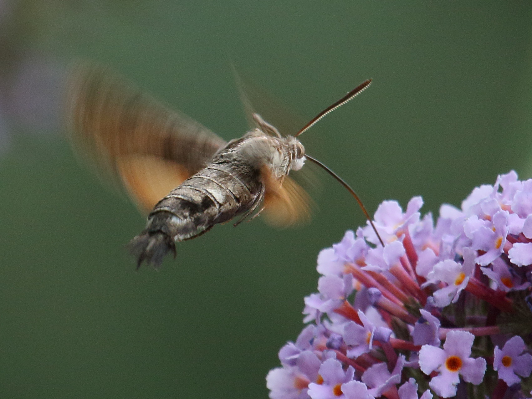 macroglossum_stellatarum2bd