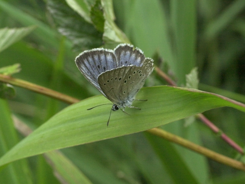 maculinea_telejus3md