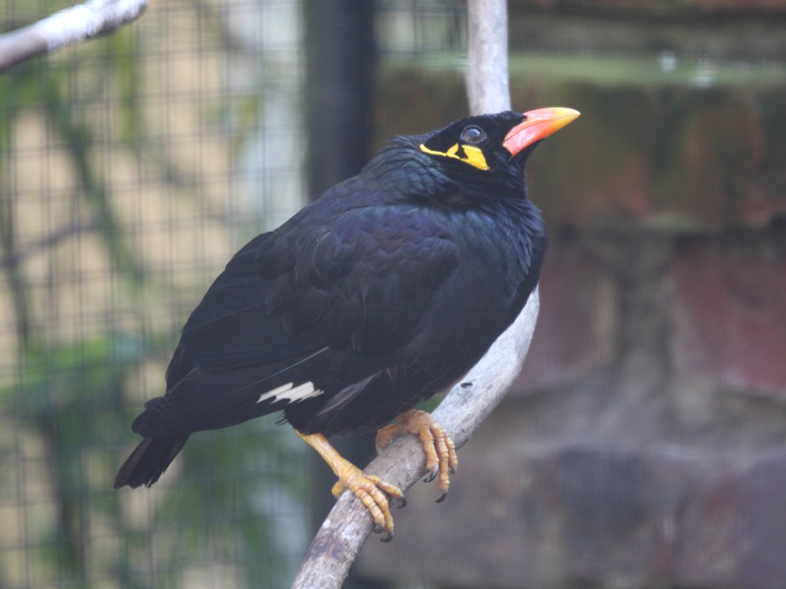 Afficher le média mainate_religieux_-_gracula_religiosa1md mainate_religieux_-_gracula_religiosa1md