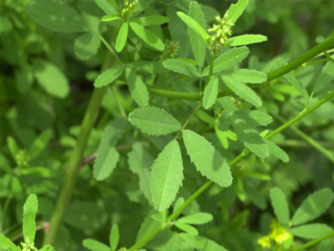 Afficher le média melilotus_officinalis2md melilotus_officinalis2md
