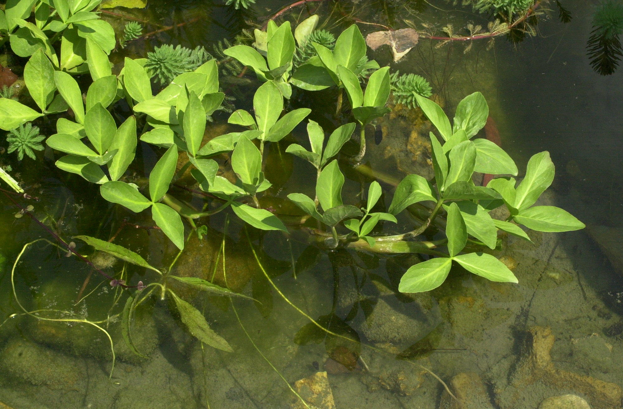 Afficher le média menyanthes_trifoliata1md menyanthes_trifoliata1md