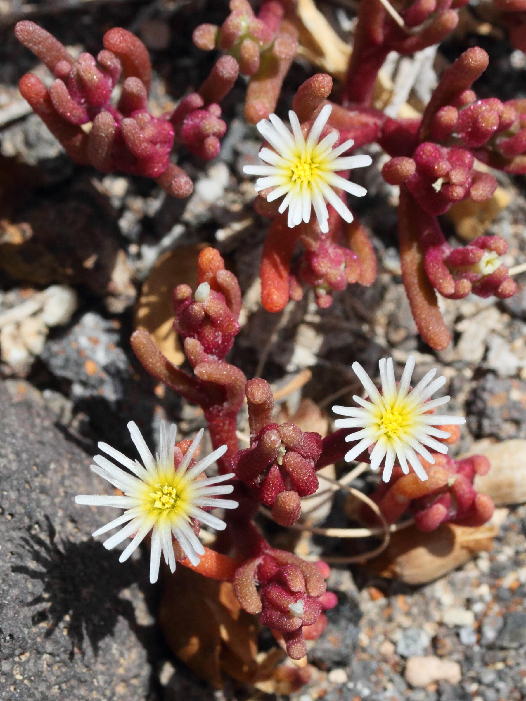 mesembryanthemum_nodiflorum4md