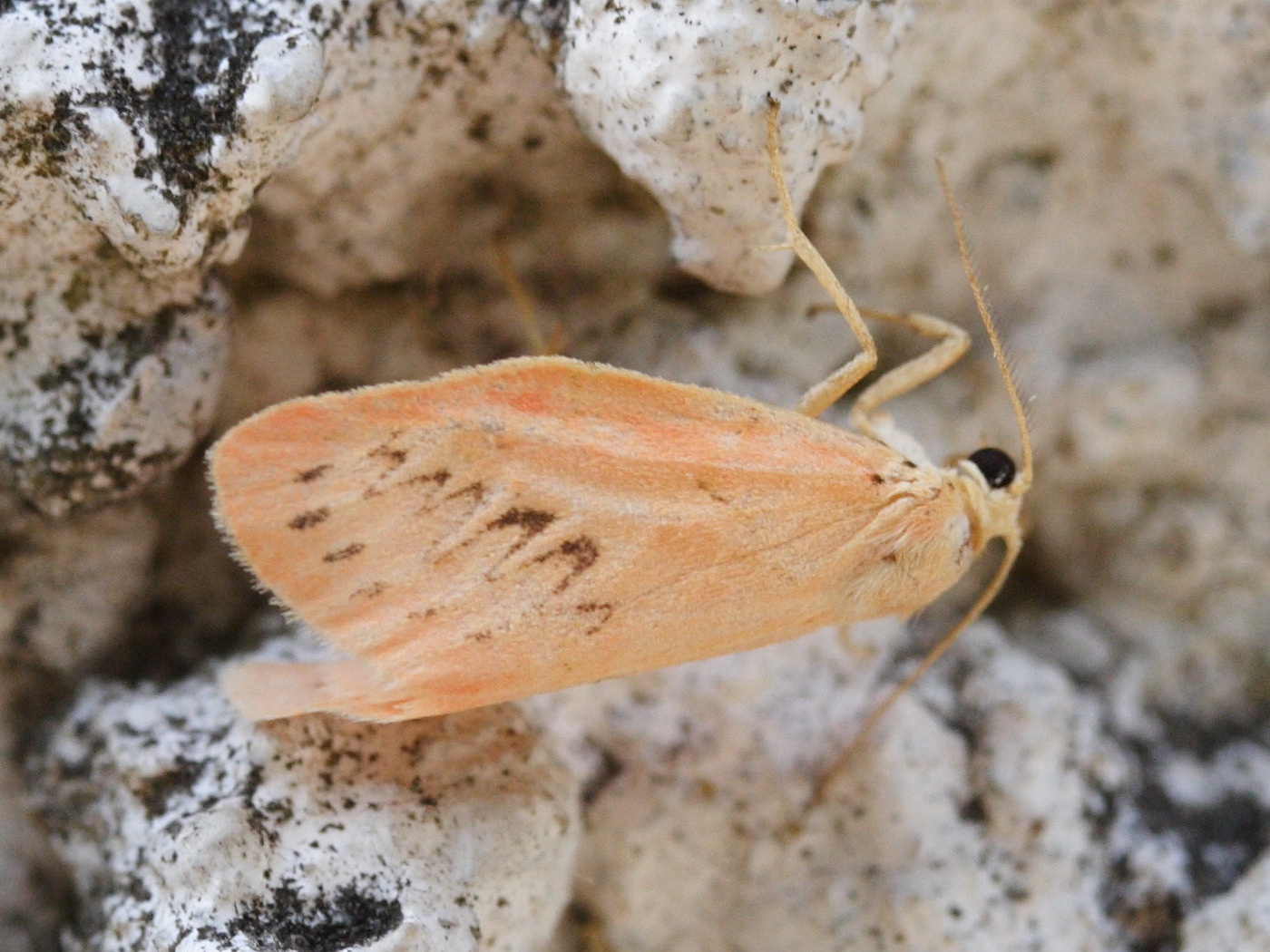 miltochrista_miniata1md